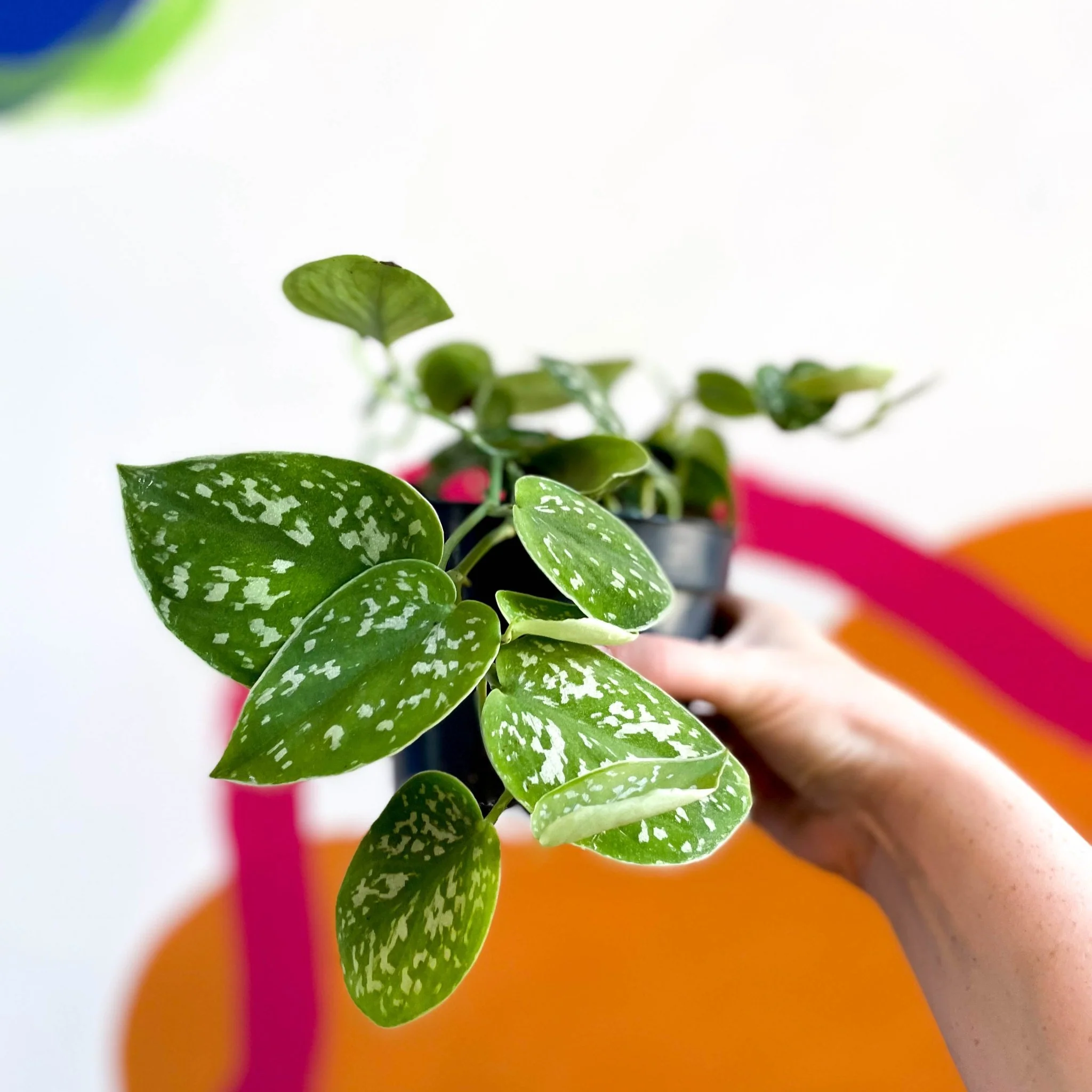 Scindapsus pictus 'Argyraeus' - Satin Pothos - Image 3