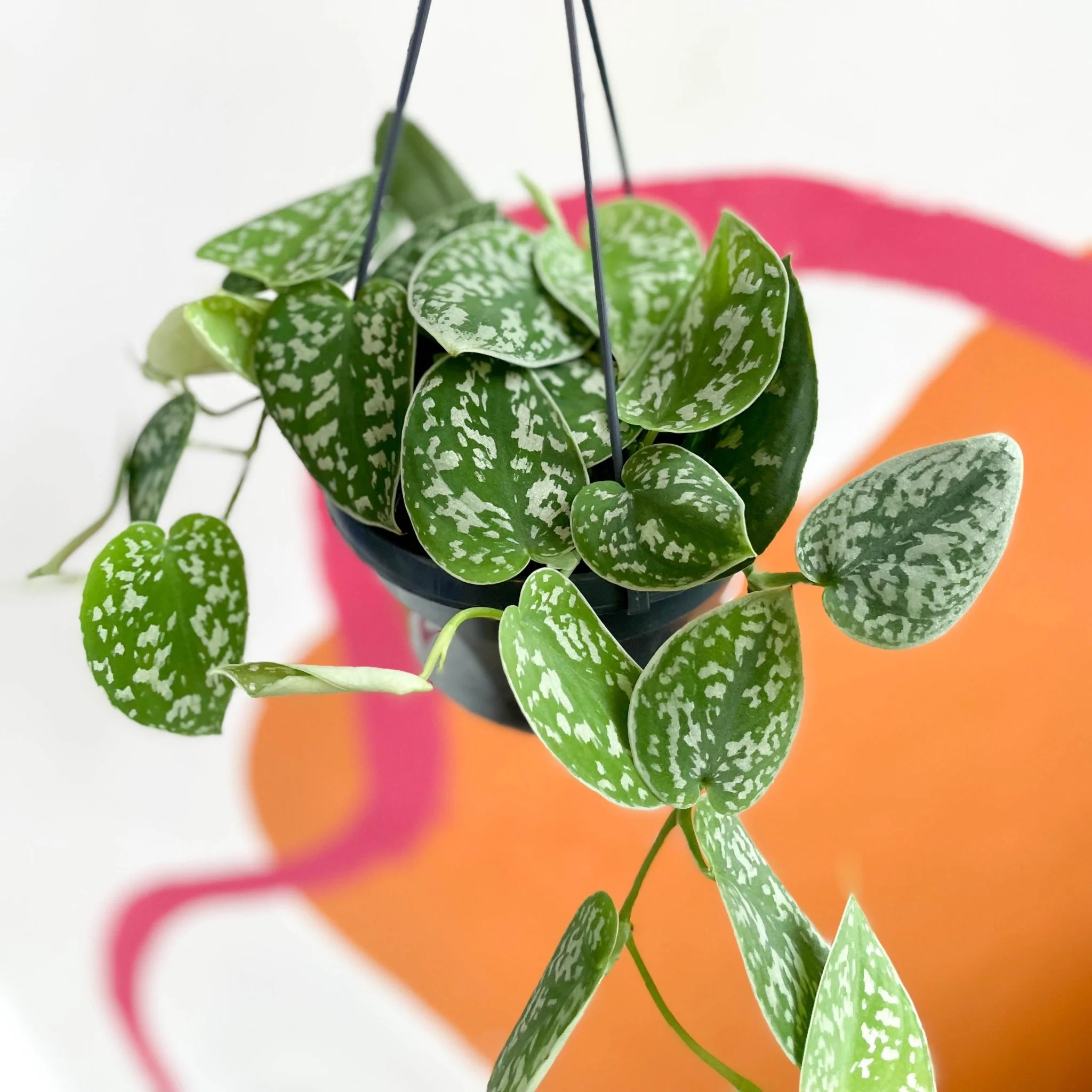 Scindapsus pictus 'Argyraeus' - Satin Pothos - Image 4