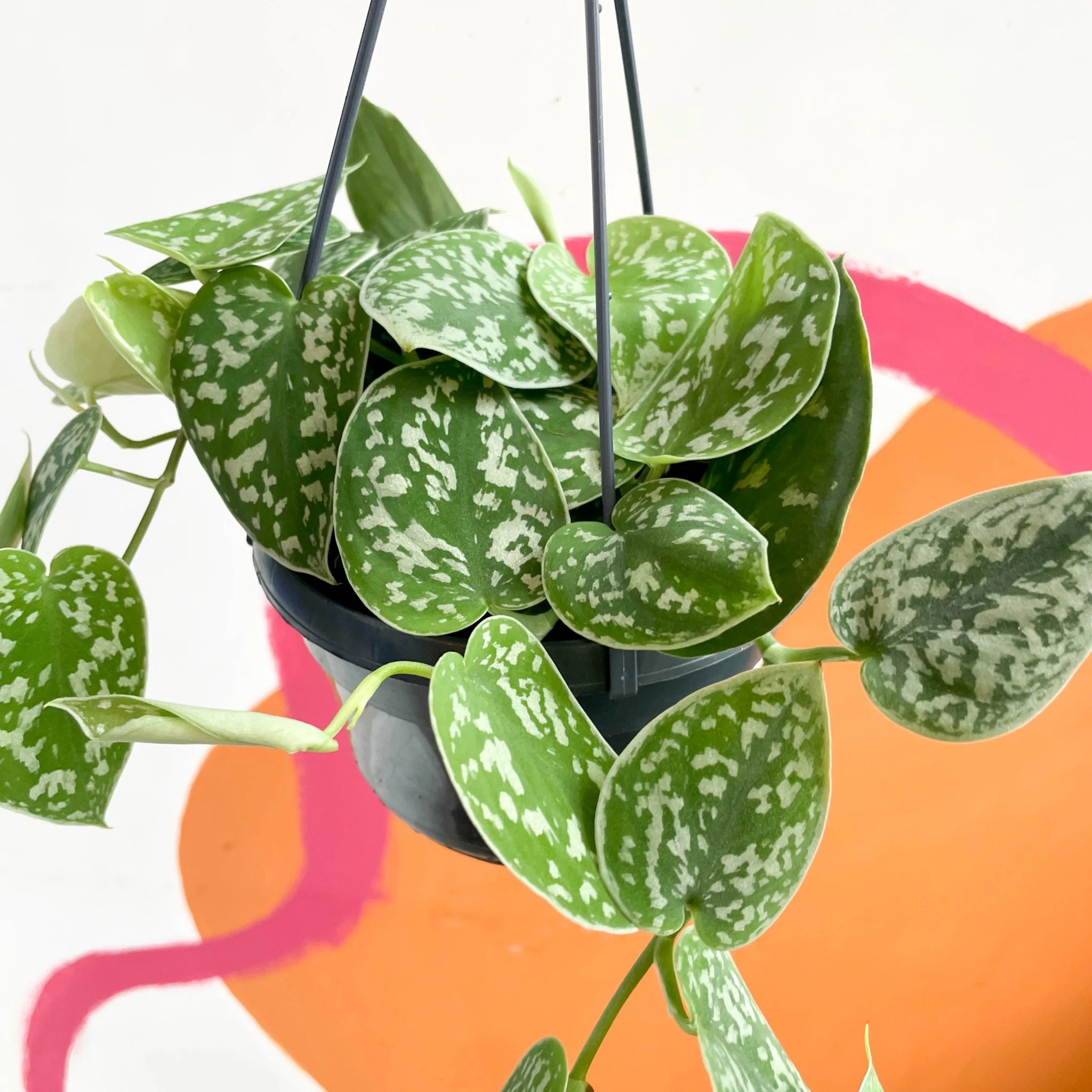 Scindapsus pictus 'Argyraeus' - Satin Pothos - Image 5