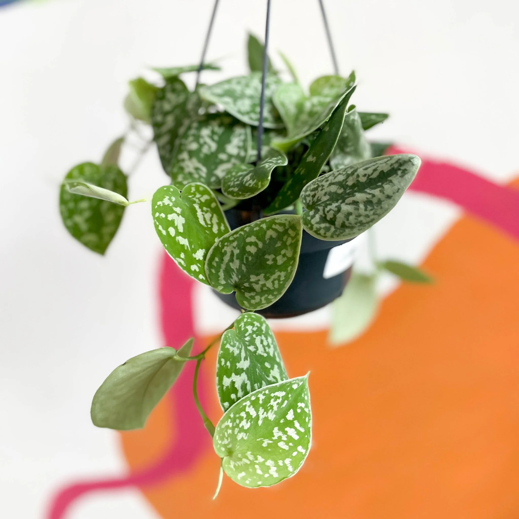 Scindapsus pictus 'Argyraeus' - Satin Pothos - Image 6