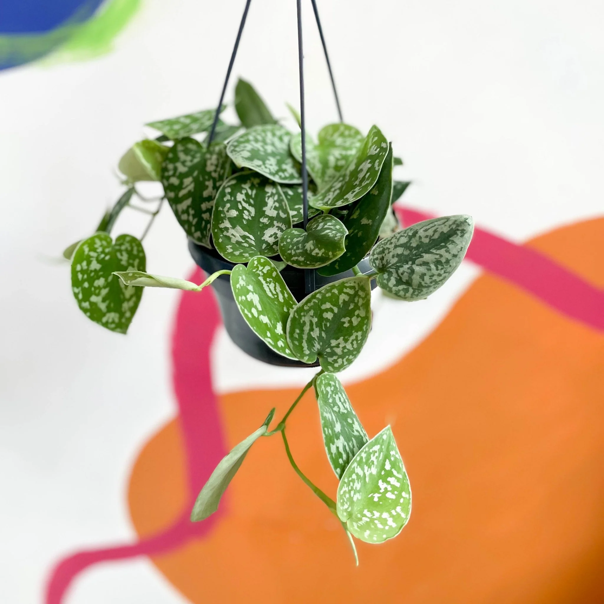 Scindapsus pictus 'Argyraeus' - Satin Pothos - Image 7