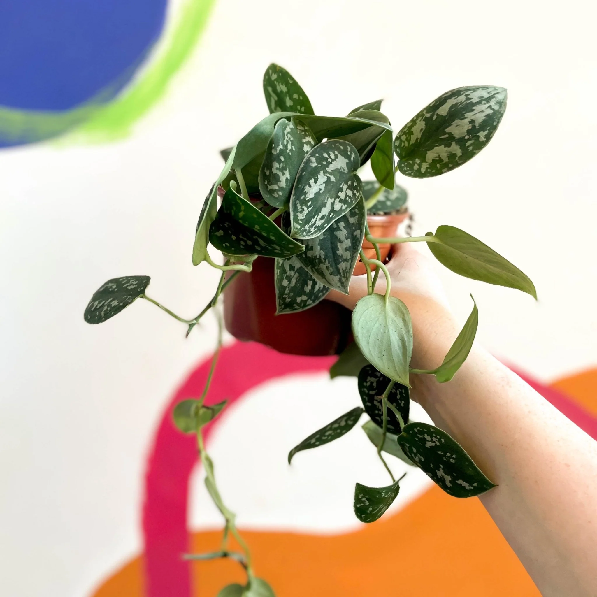 Scindapsus pictus 'Argyraeus' - Satin Pothos - British Grown - Image 3