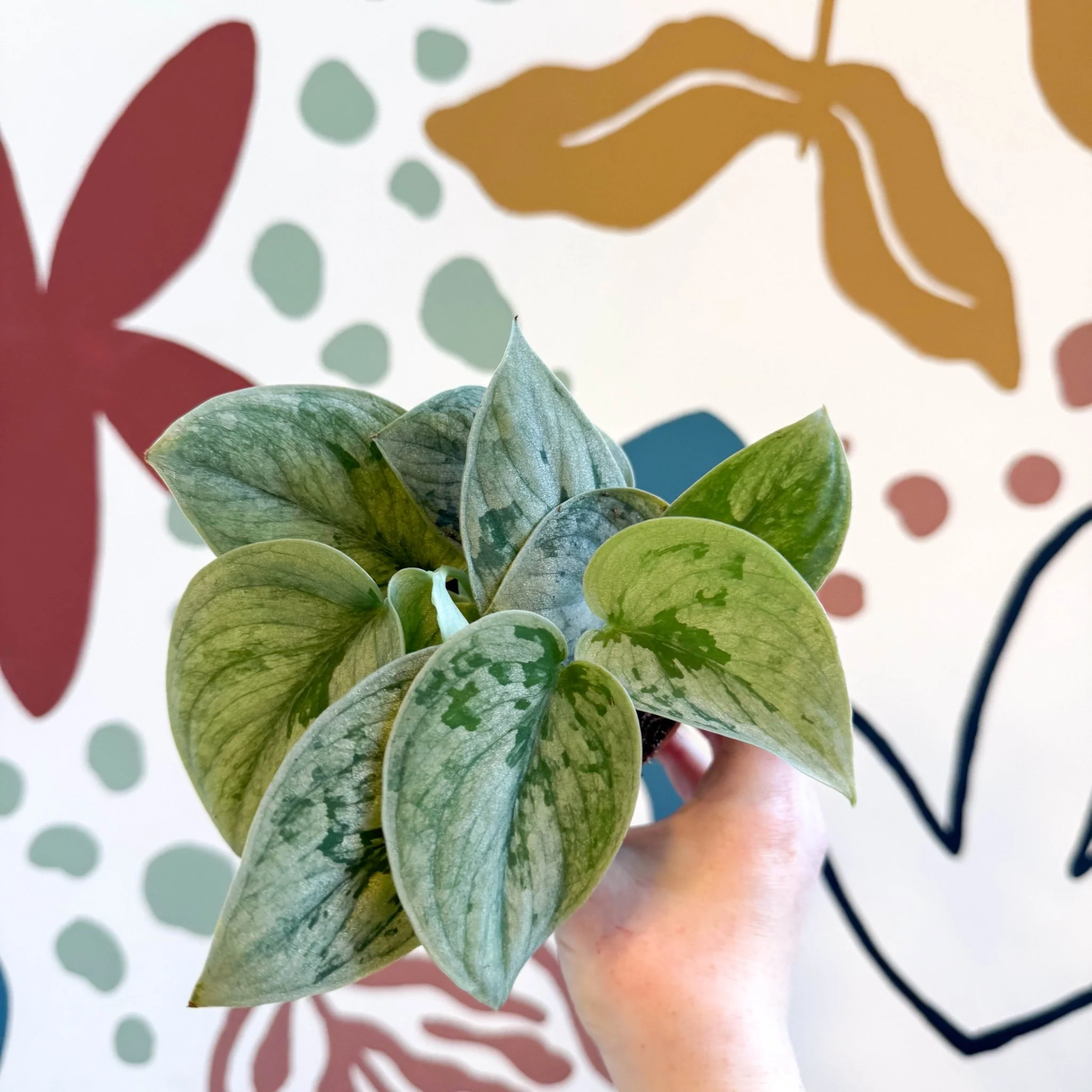 Scindapsus pictus 'Silvery Anne' - Satin Pothos - Image 10