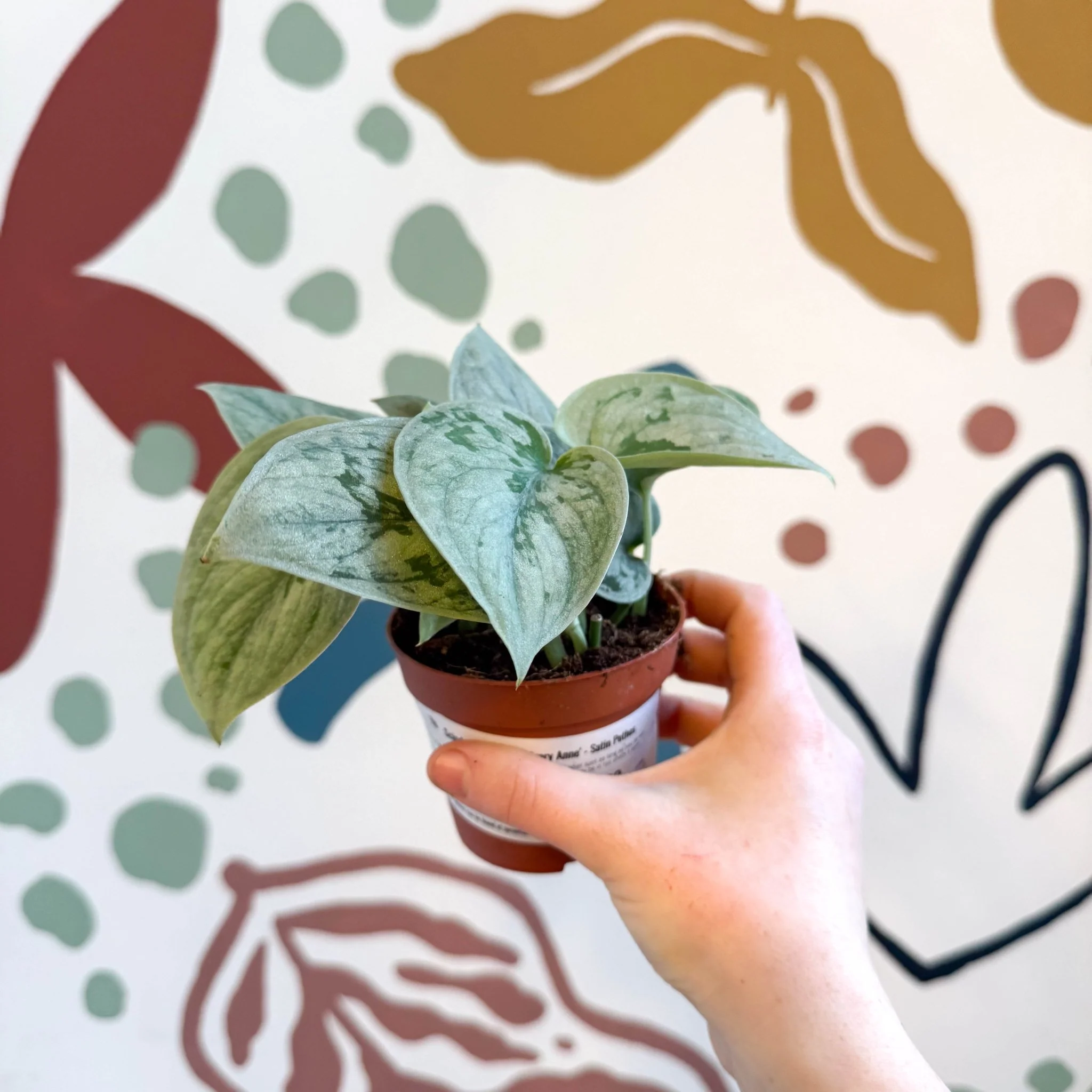 Scindapsus pictus 'Silvery Anne' - Satin Pothos - Image 11