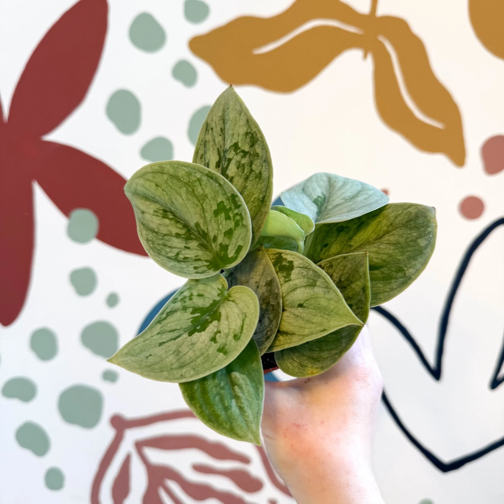 Scindapsus pictus 'Silvery Anne' - Satin Pothos - Image 12