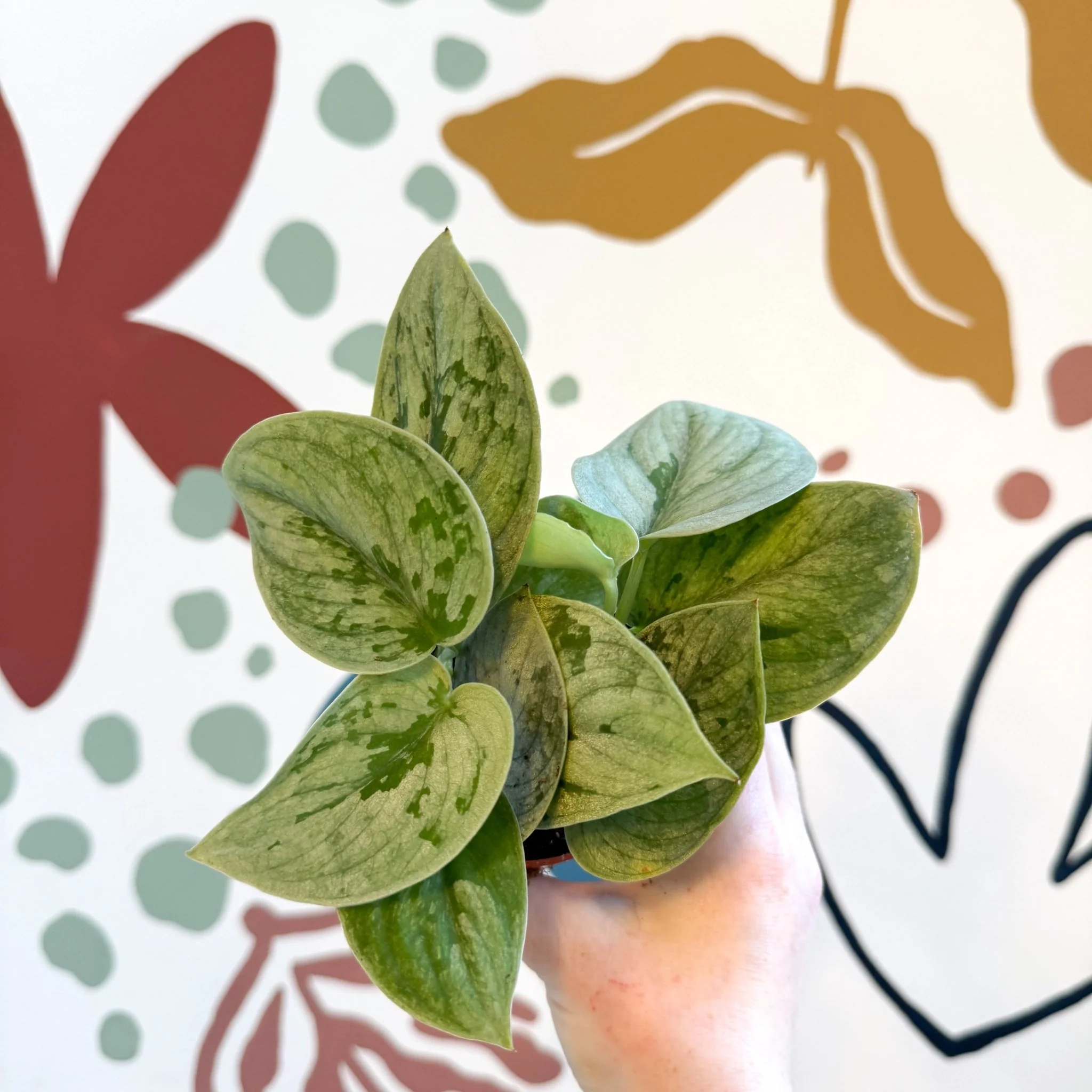 Scindapsus pictus 'Silvery Anne' - Satin Pothos - Image 13