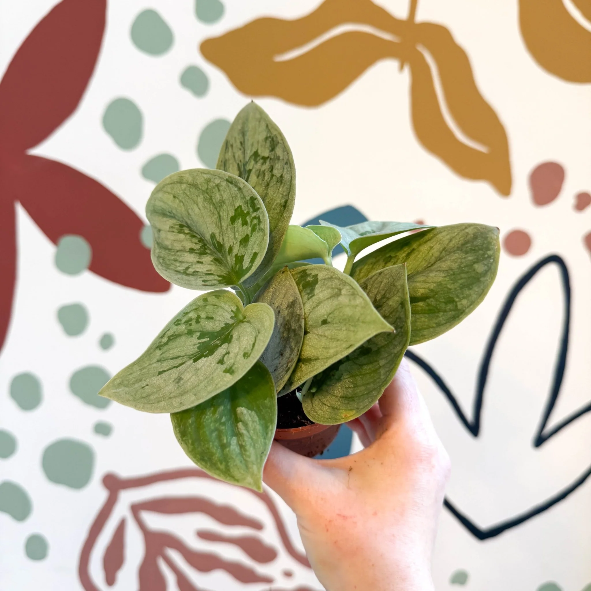 Scindapsus pictus 'Silvery Anne' - Satin Pothos - Image 14