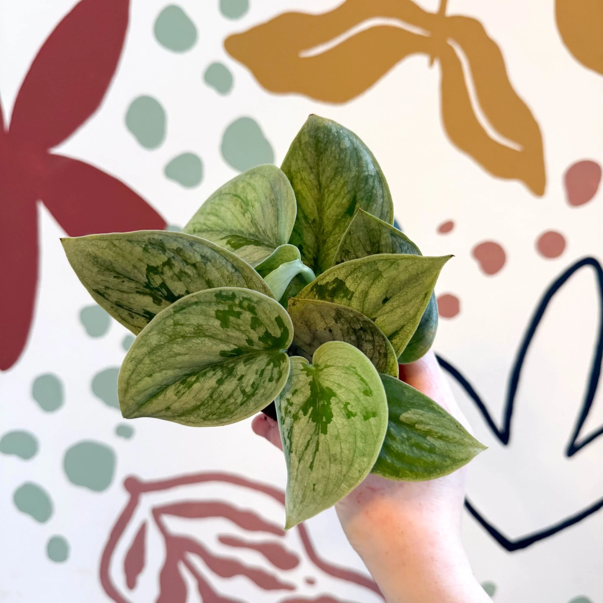 Scindapsus pictus 'Silvery Anne' - Satin Pothos - Image 15