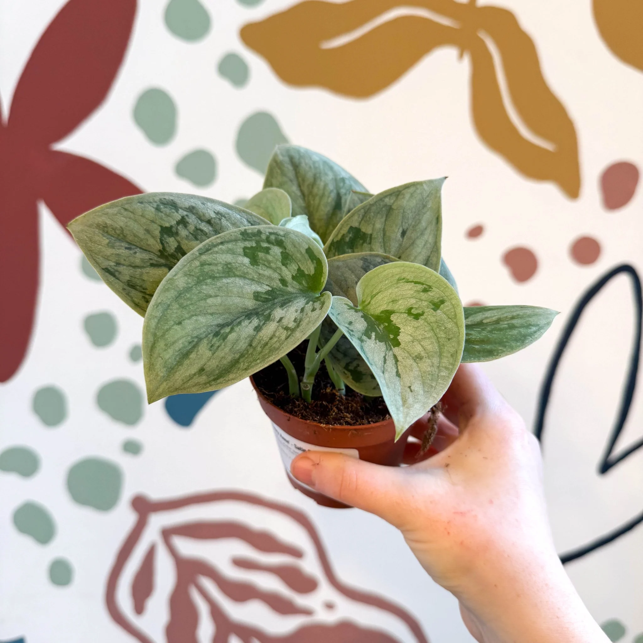 Scindapsus pictus 'Silvery Anne' - Satin Pothos - Image 16