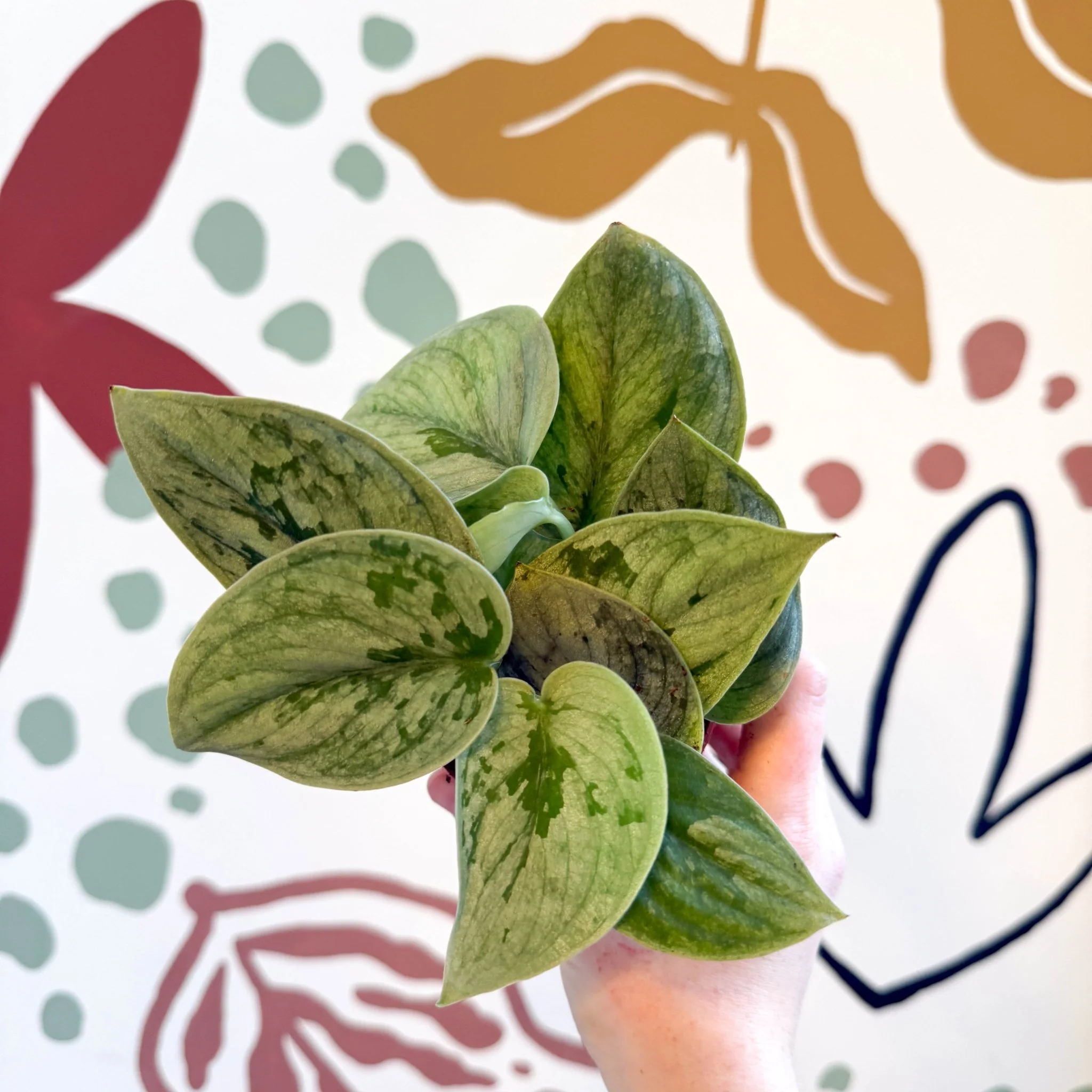 Scindapsus pictus 'Silvery Anne' - Satin Pothos - Image 17