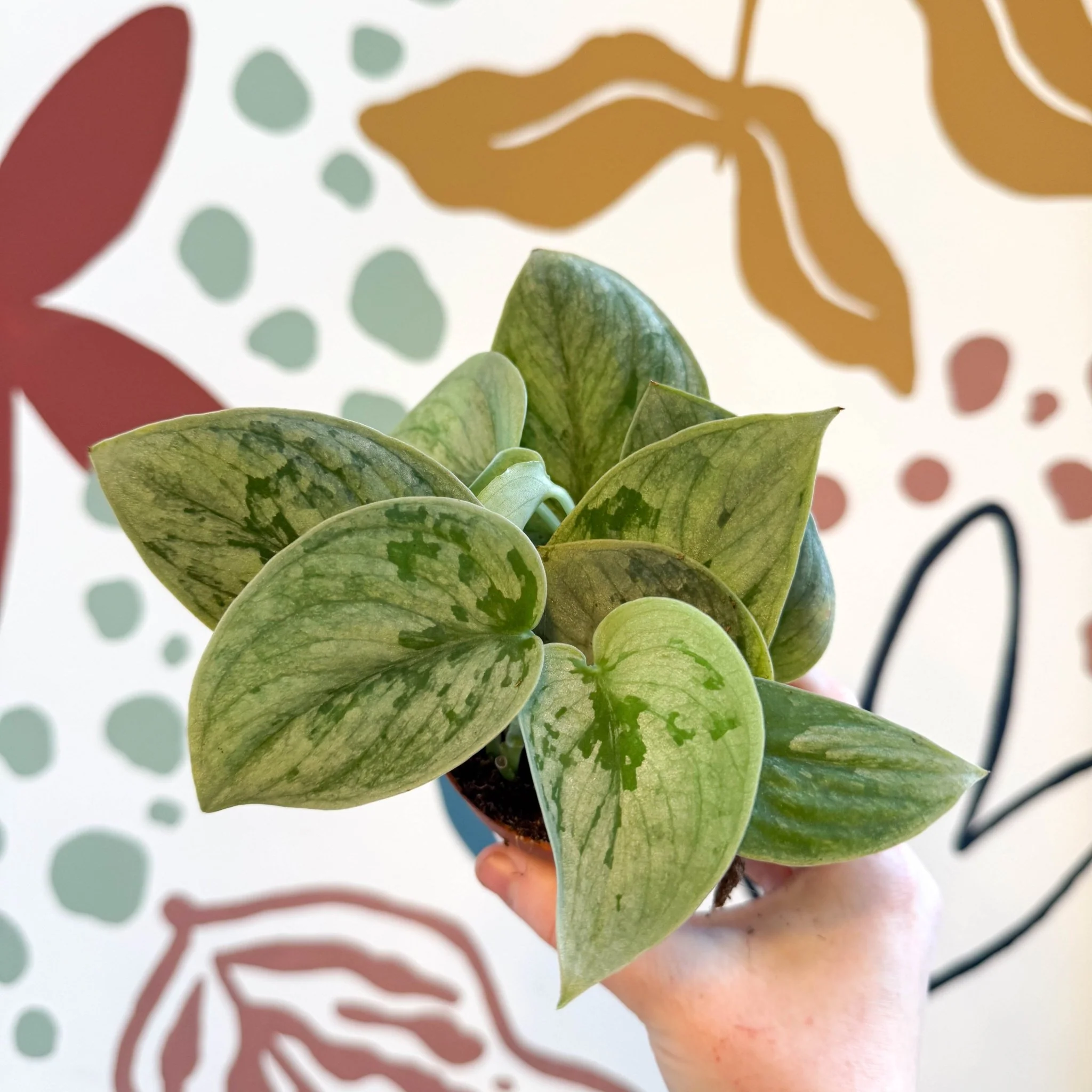 Scindapsus pictus 'Silvery Anne' - Satin Pothos - Image 18