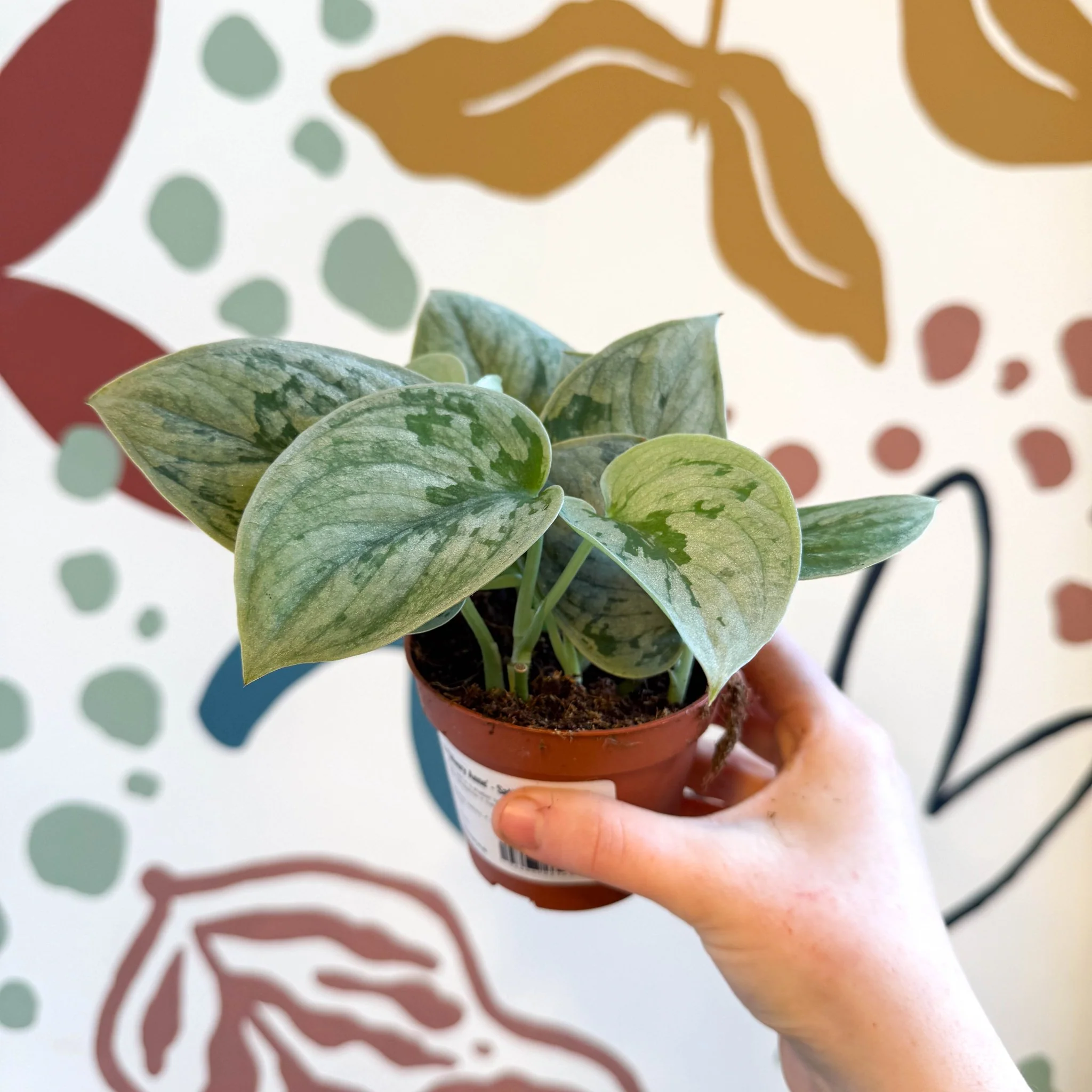 Scindapsus pictus 'Silvery Anne' - Satin Pothos - Image 19