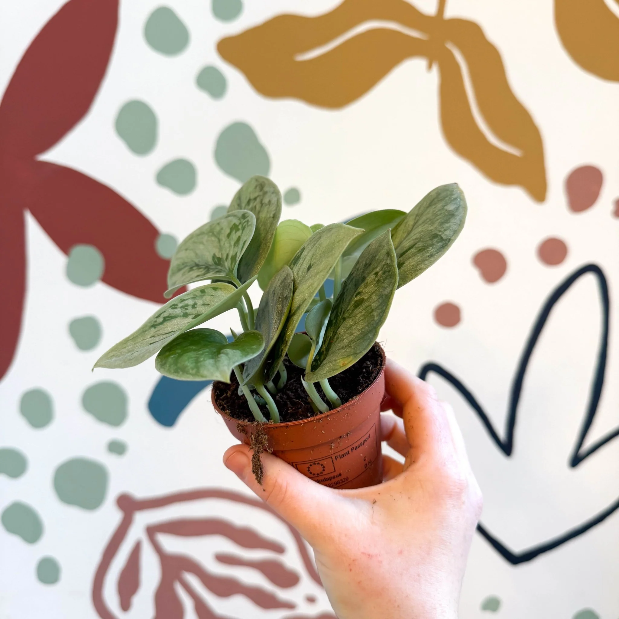 Scindapsus pictus 'Silvery Anne' - Satin Pothos - Image 2