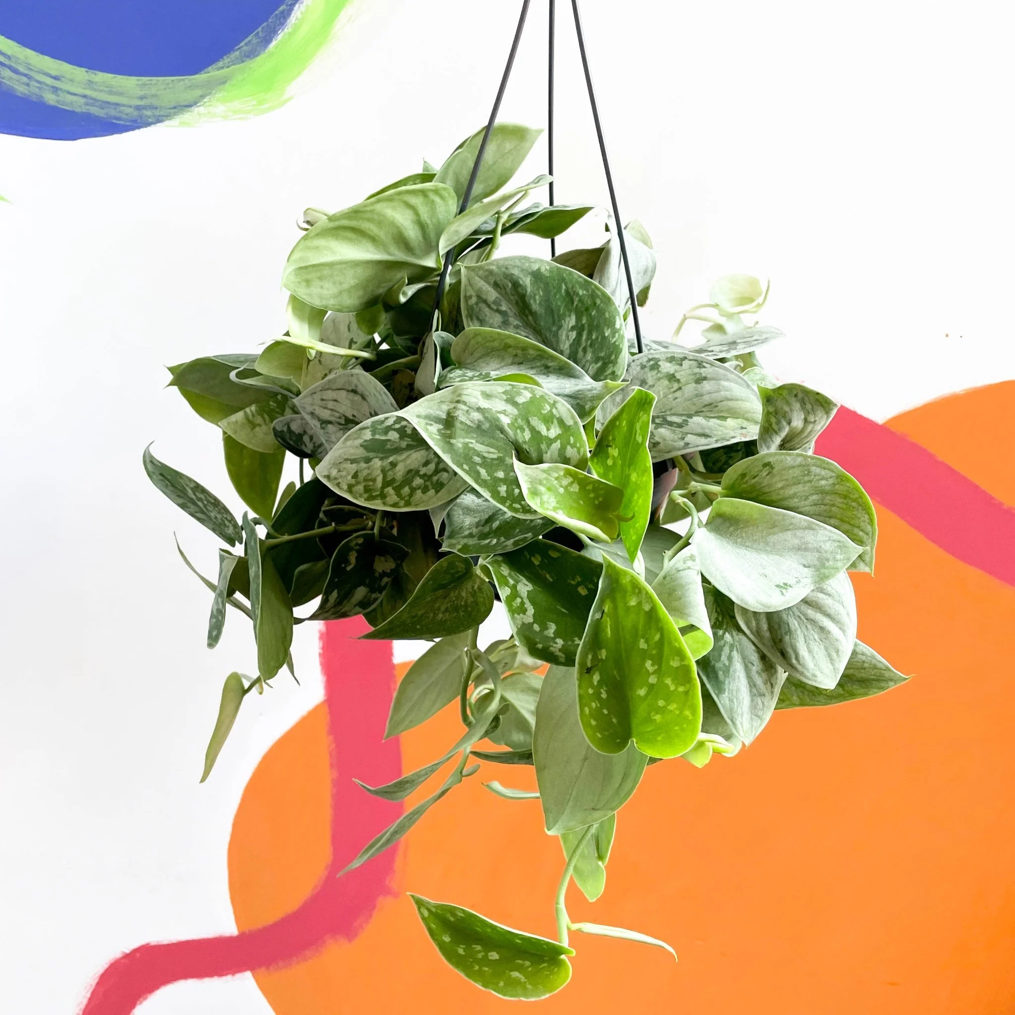 Scindapsus pictus 'Silvery Anne' - Satin Pothos - Image 3