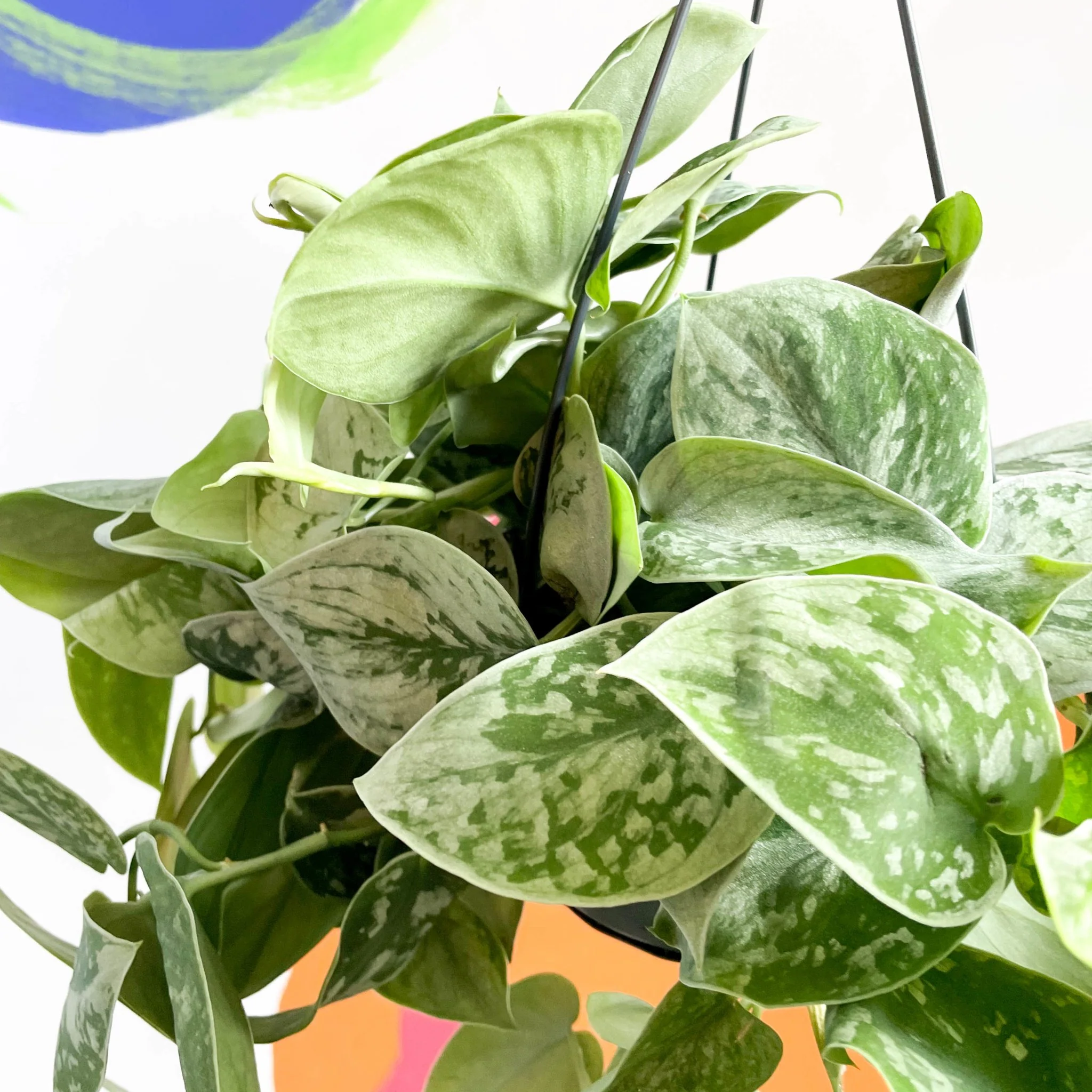 Scindapsus pictus 'Silvery Anne' - Satin Pothos - Image 4