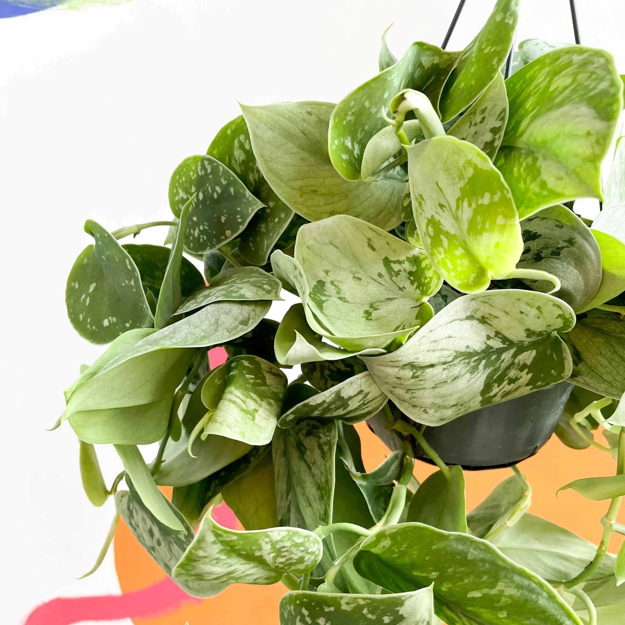 Scindapsus pictus 'Silvery Anne' - Satin Pothos - Image 5
