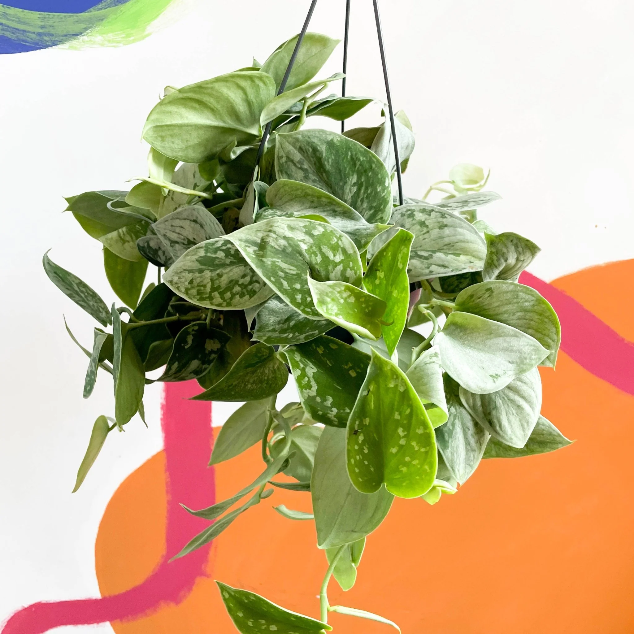Scindapsus pictus 'Silvery Anne' - Satin Pothos - Image 6