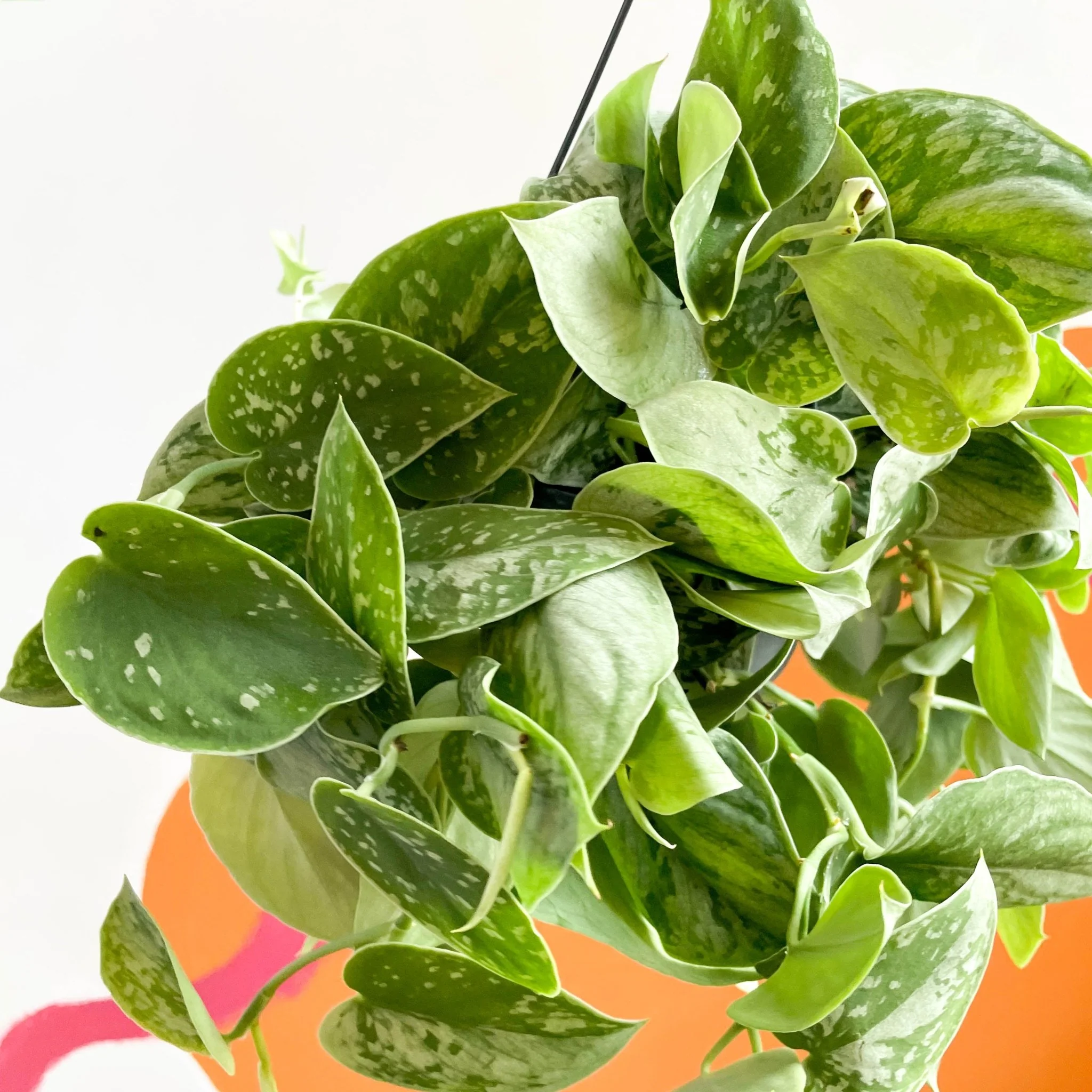 Scindapsus pictus 'Silvery Anne' - Satin Pothos - Image 7