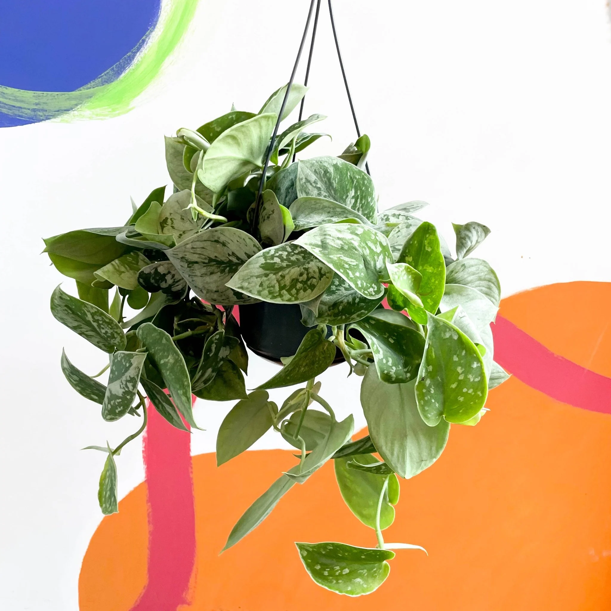 Scindapsus pictus 'Silvery Anne' - Satin Pothos - Image 8