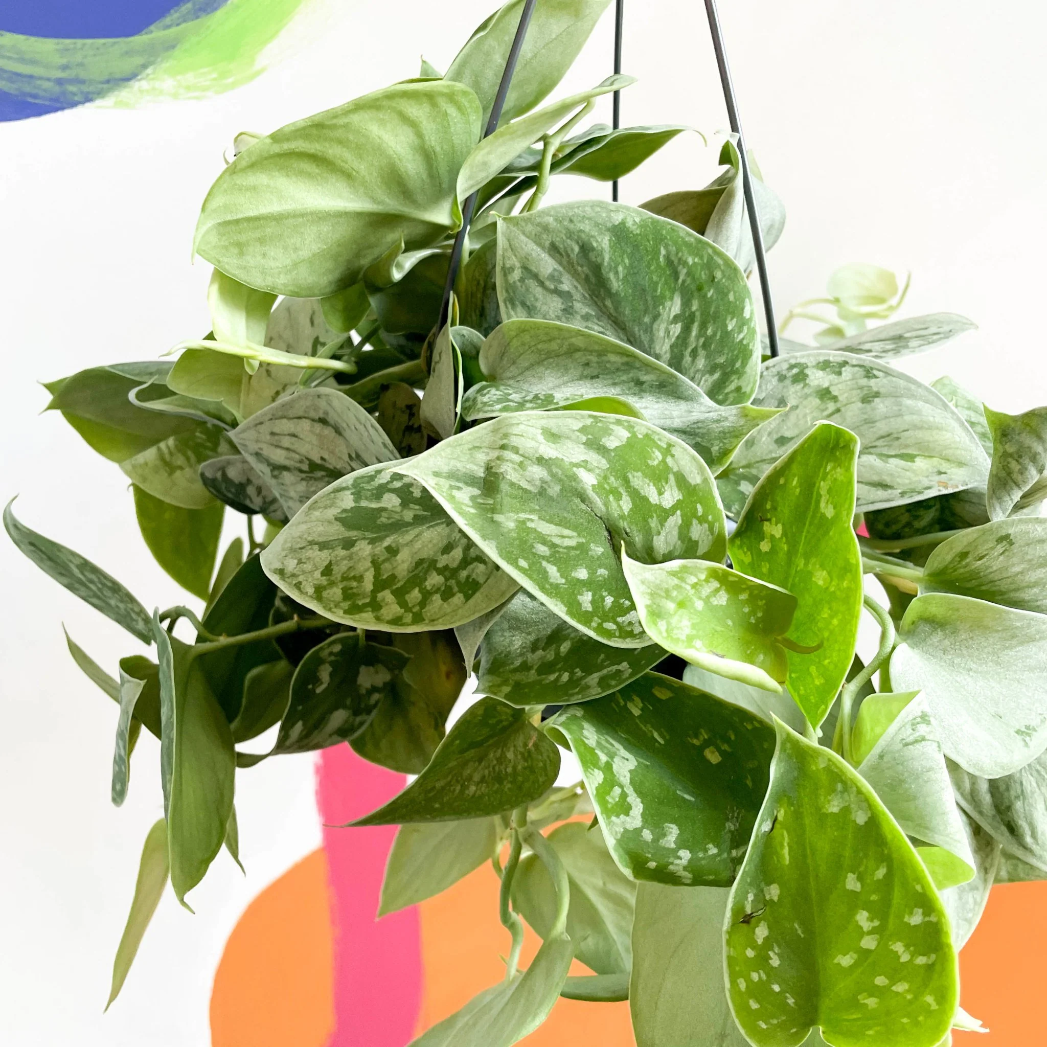 Scindapsus pictus 'Silvery Anne' - Satin Pothos - Image 9