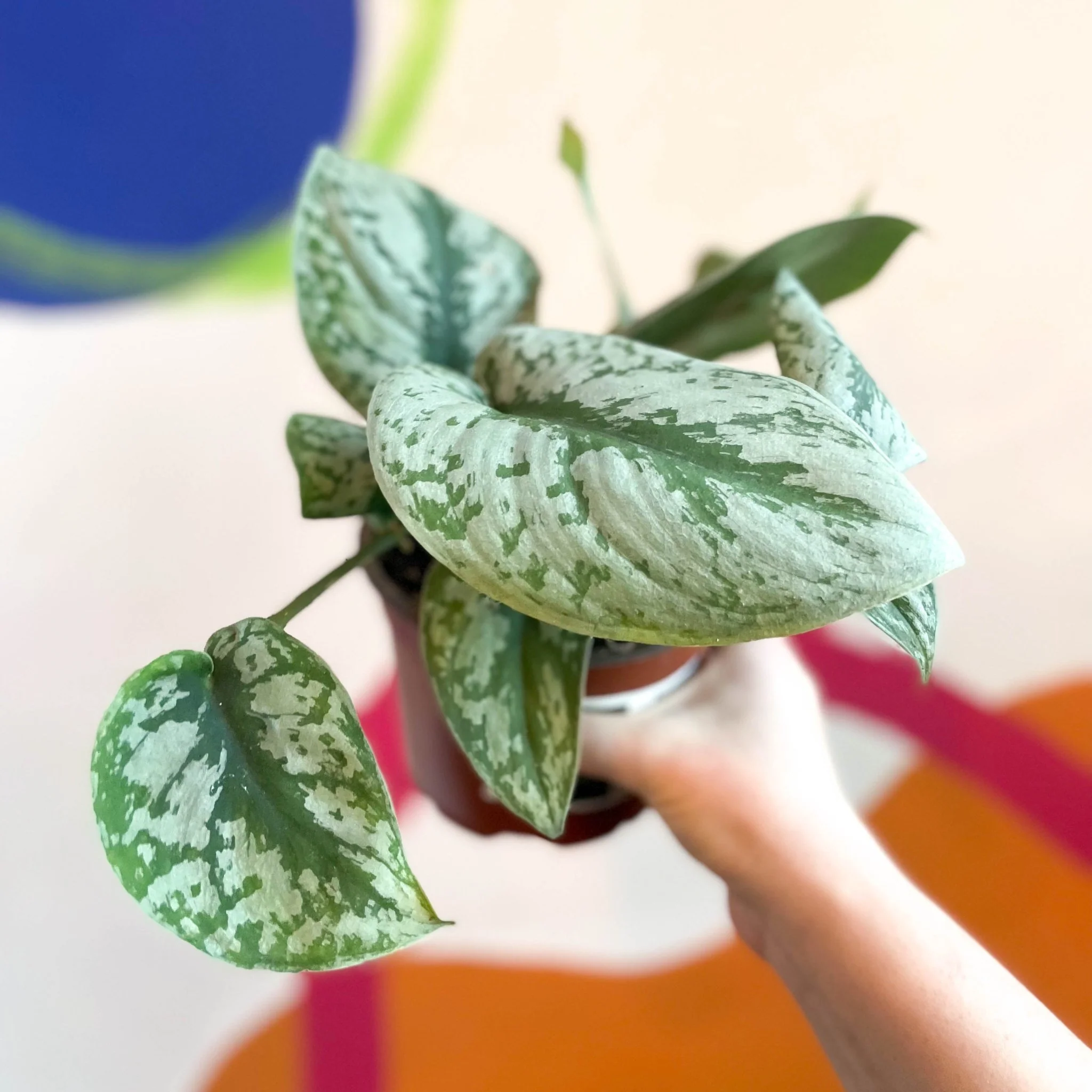 Scindapsus pictus 'Trebie' - Satin Pothos - British Grown