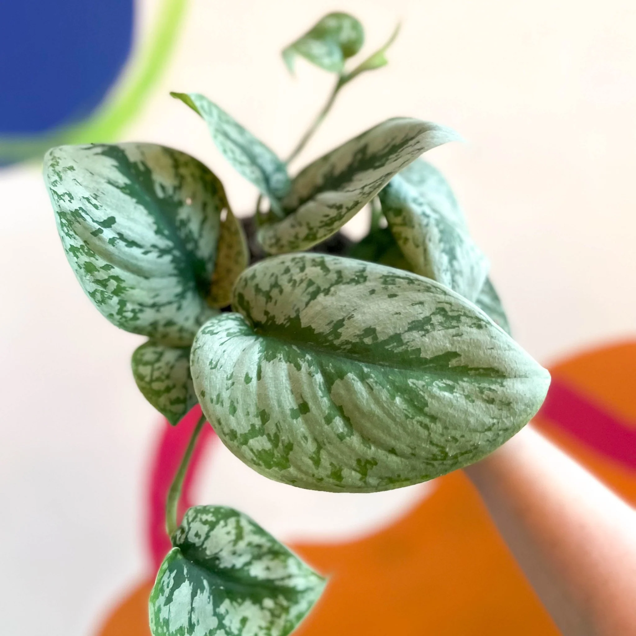 Scindapsus pictus 'Trebie' - Satin Pothos - British Grown - Image 2