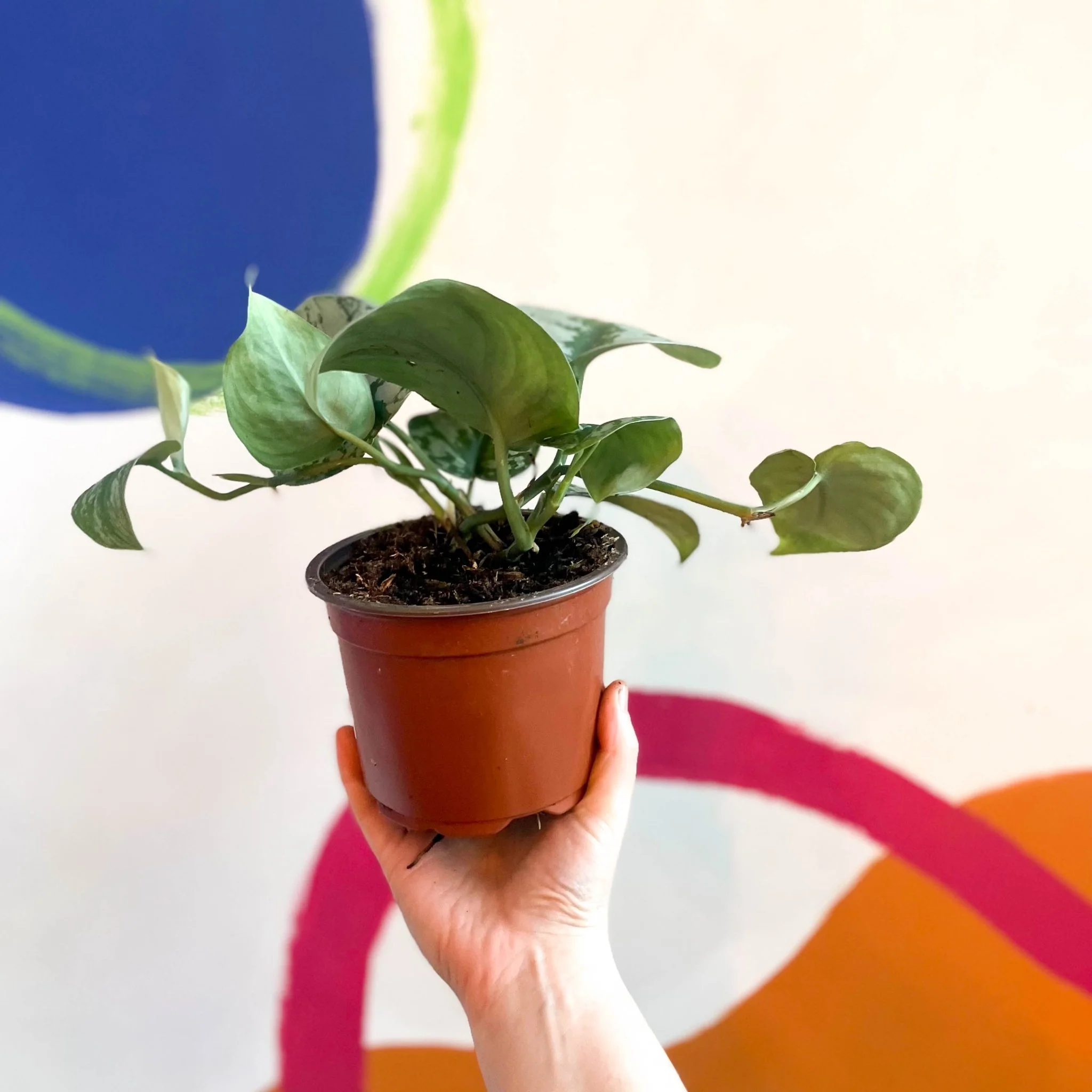 Scindapsus pictus 'Trebie' - Satin Pothos - British Grown - Image 3