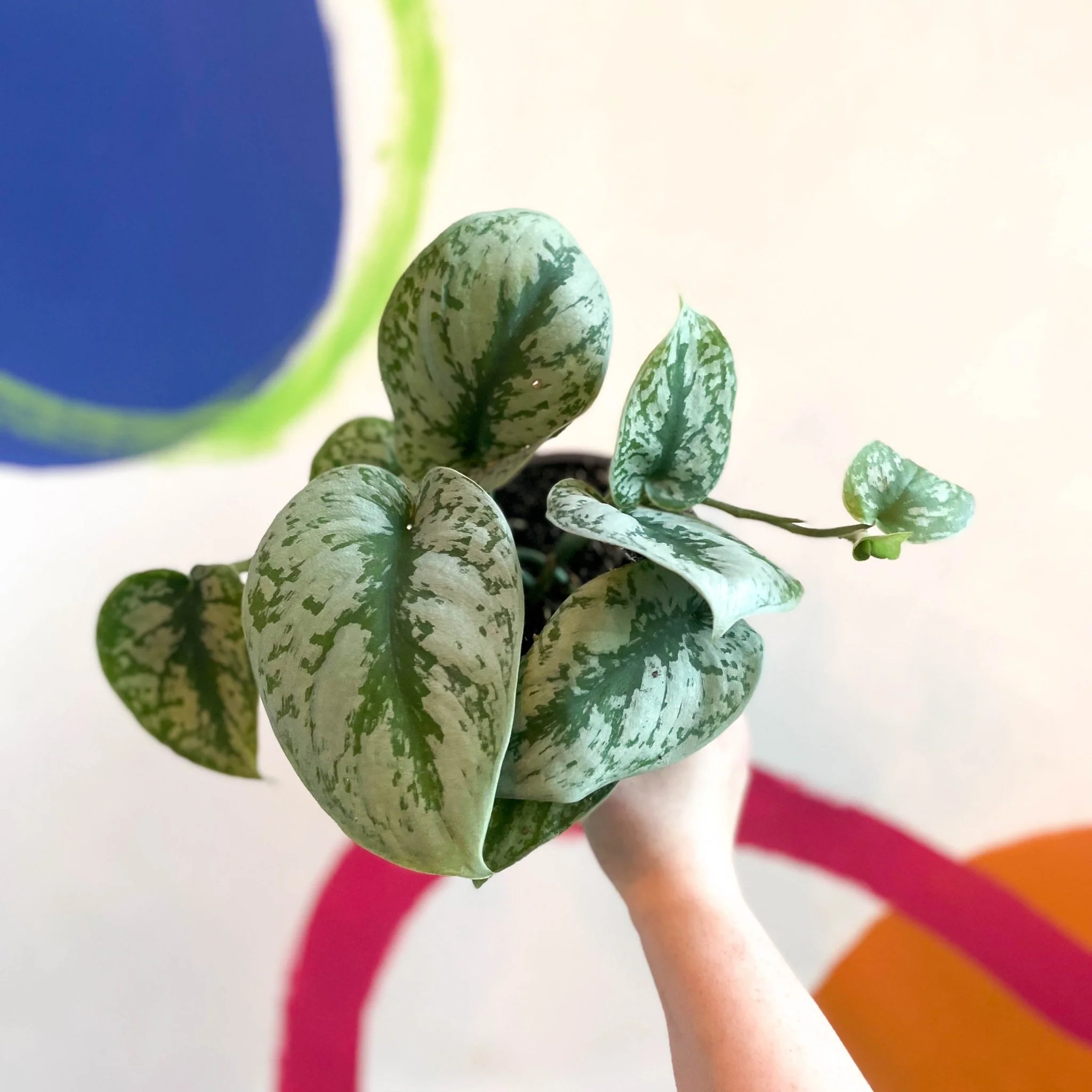 Scindapsus pictus 'Trebie' - Satin Pothos - British Grown - Image 4