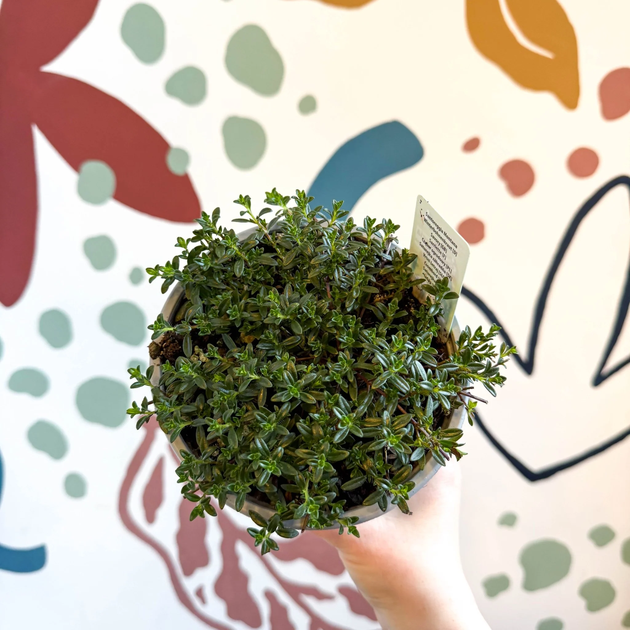 Satureja montana – Winter Savoury - Culinary Herbs - Image 2
