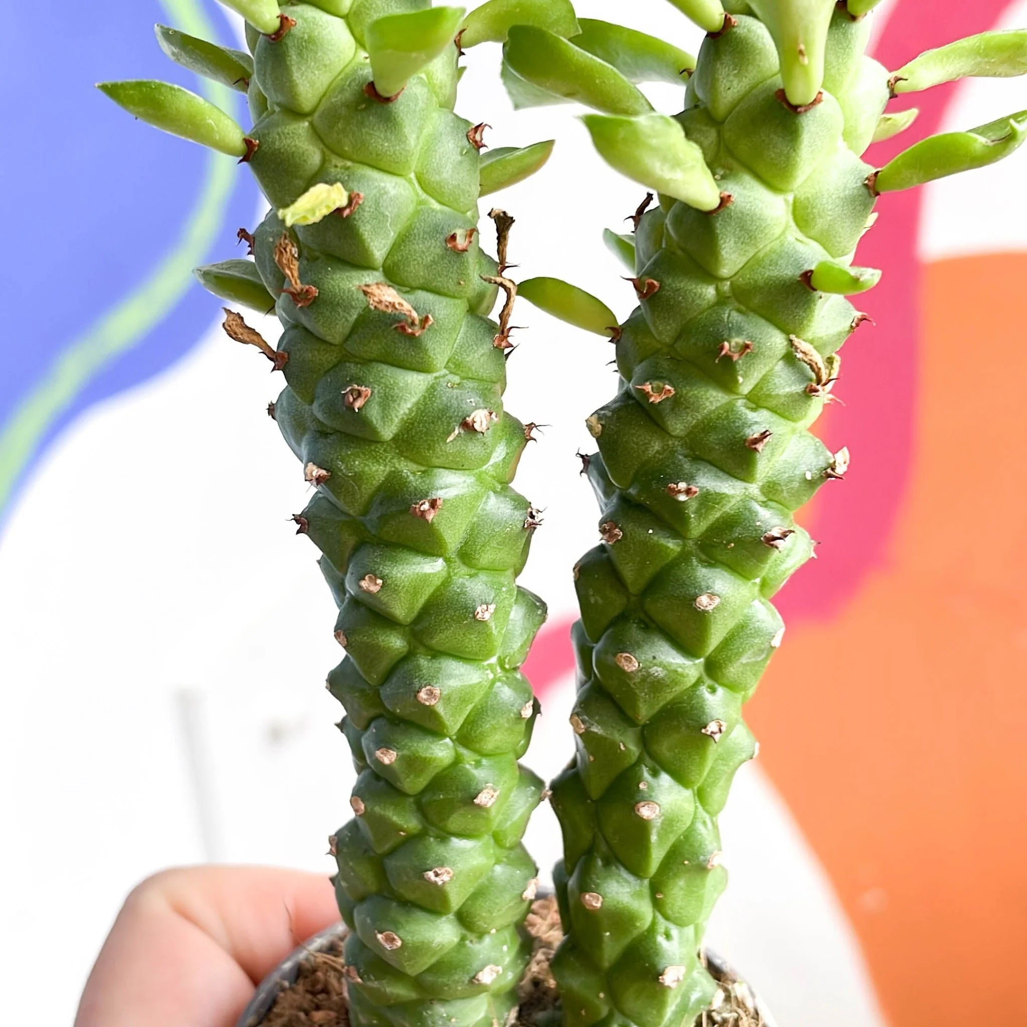Monadenium guentheri - Sausage Spurge - Image 2