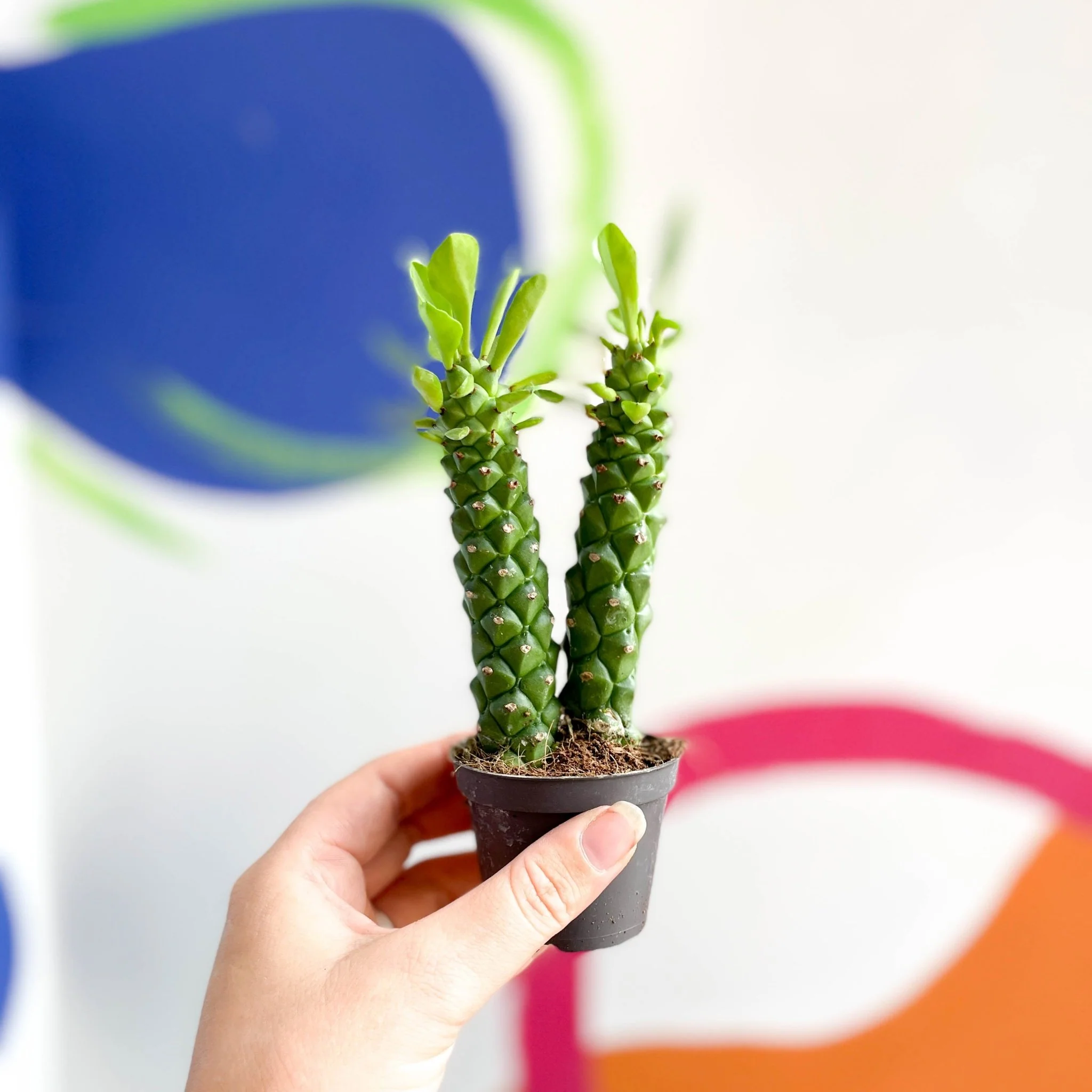 Monadenium guentheri - Sausage Spurge - Image 3