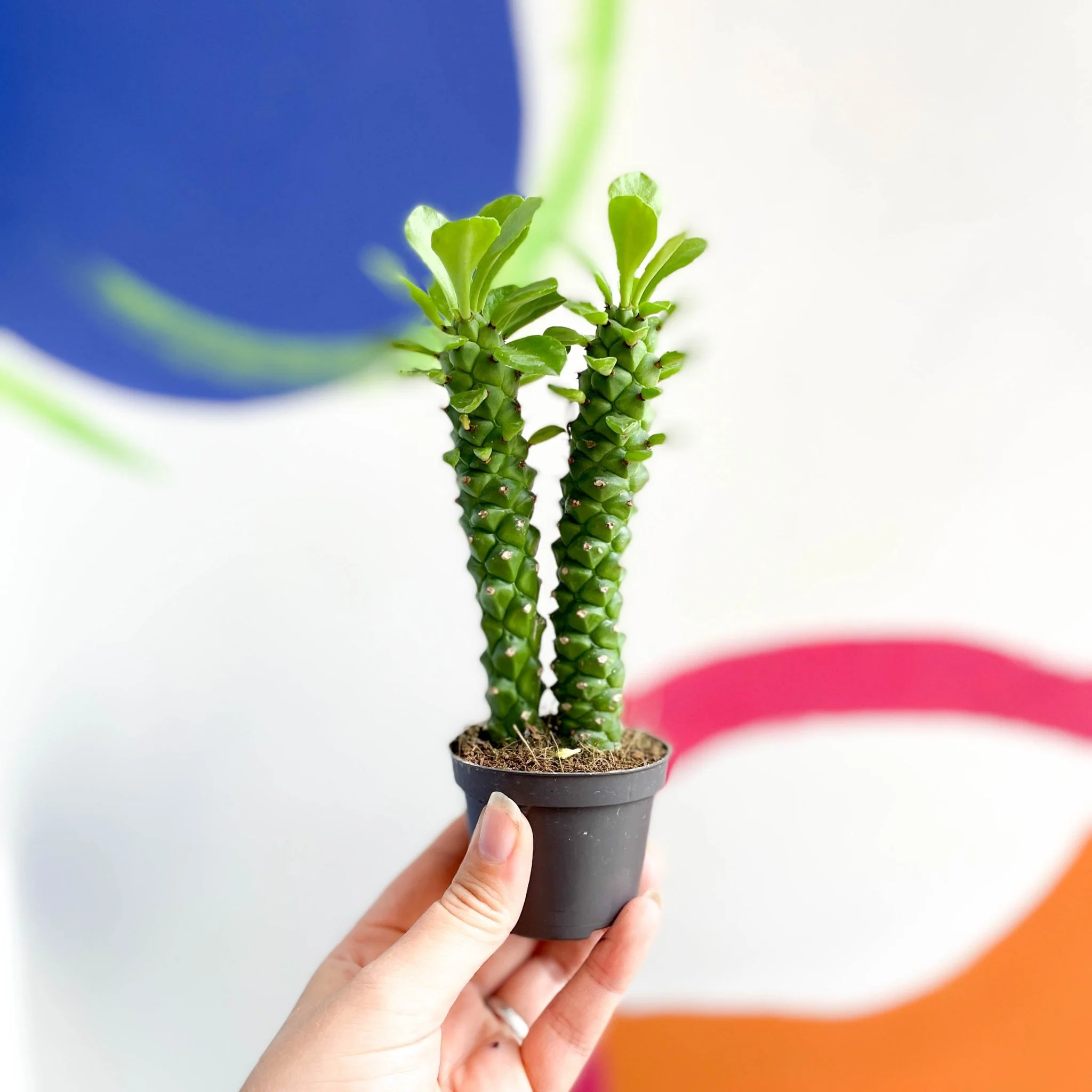 Monadenium guentheri - Sausage Spurge - Image 4