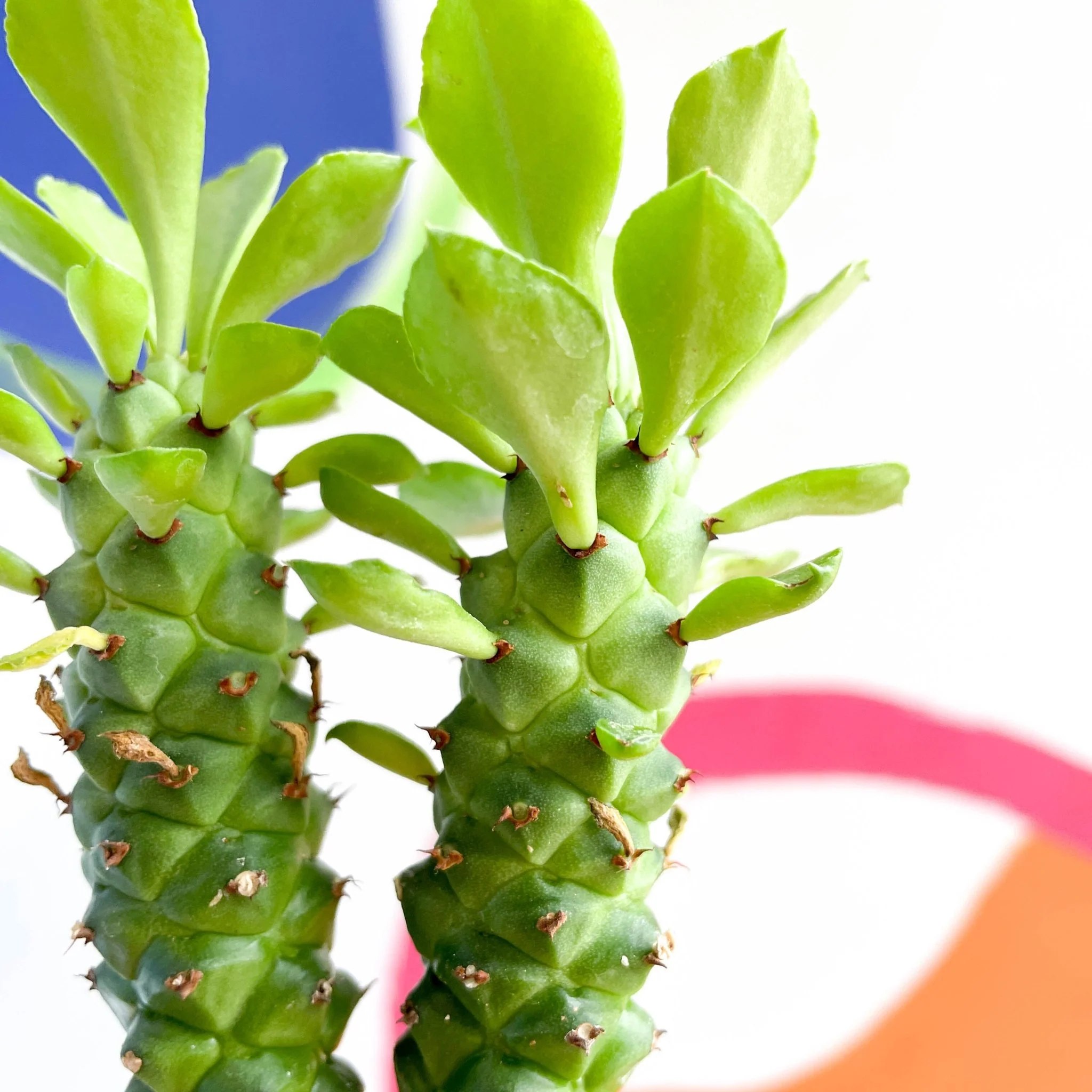 Monadenium guentheri - Sausage Spurge - Image 6