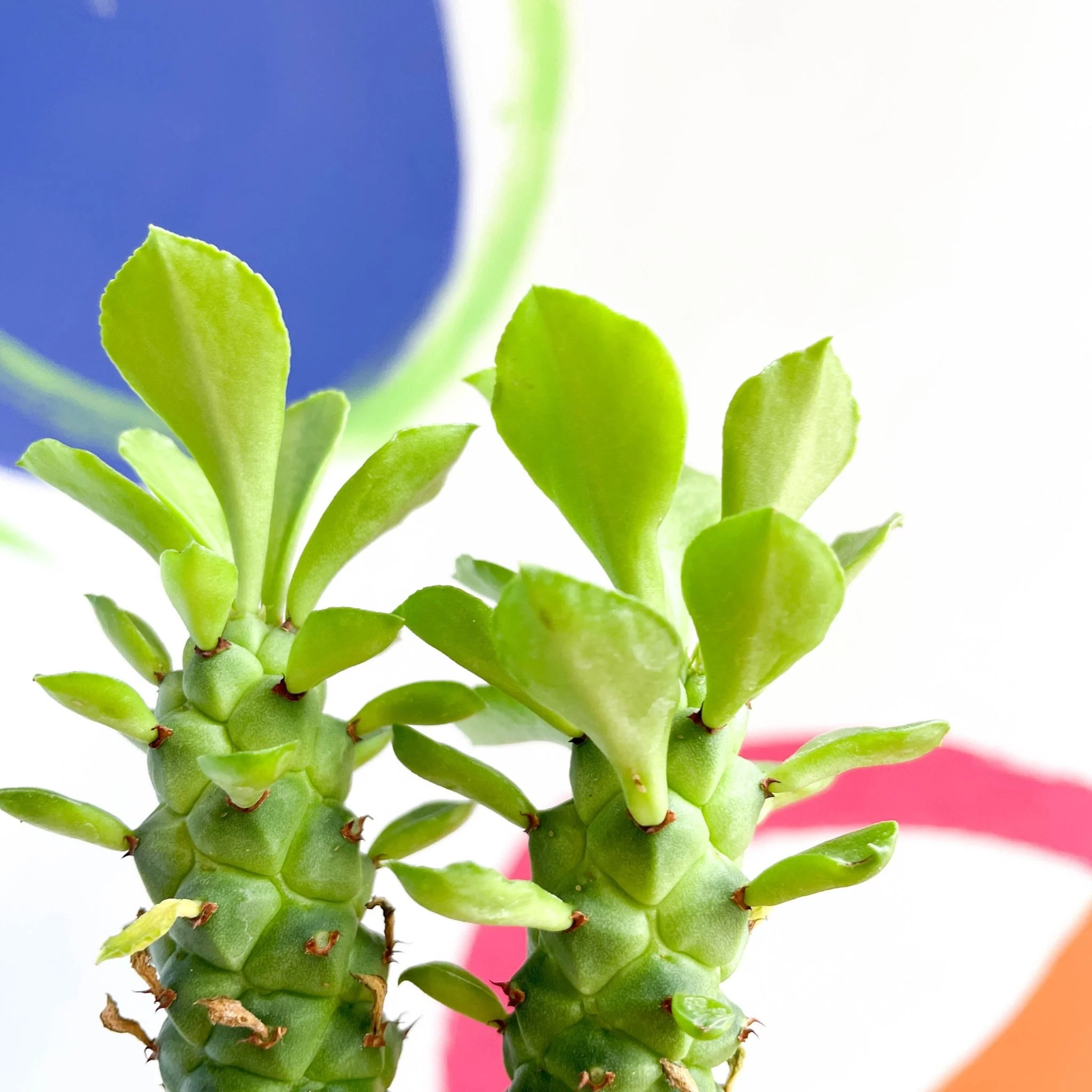 Monadenium guentheri - Sausage Spurge - Image 7
