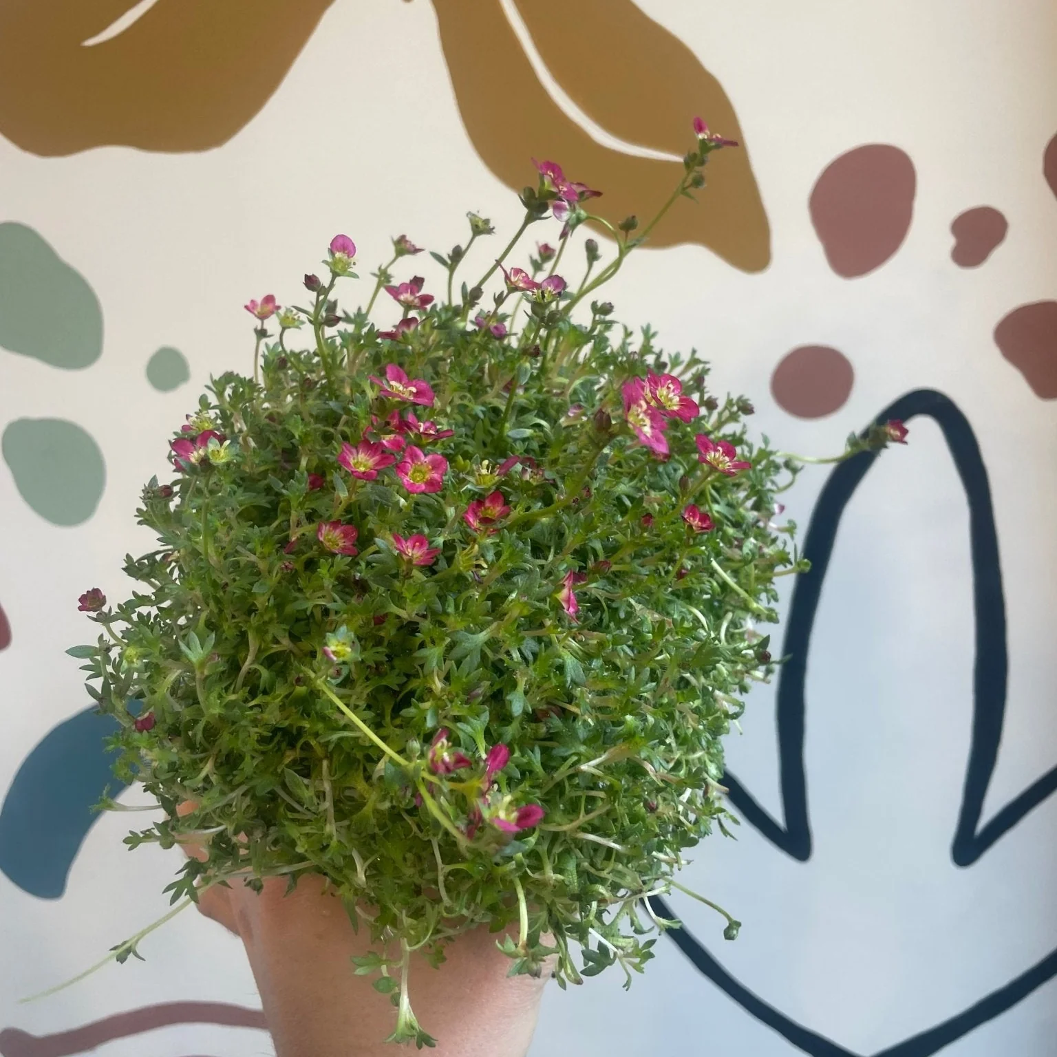 Saxifraga 'Red' - Rockfoils - Evergreen Perennial Alpine