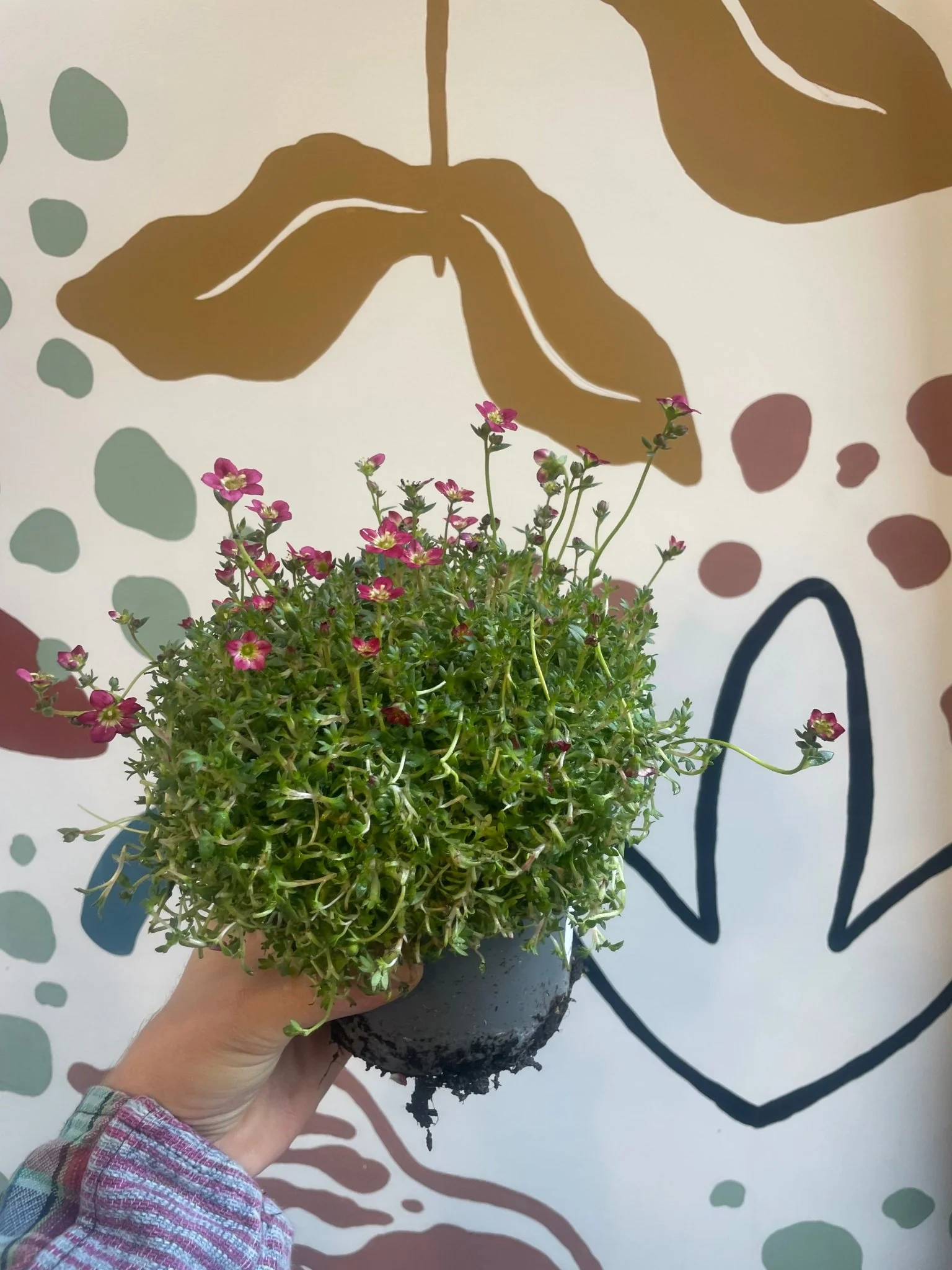 Saxifraga 'Red' - Rockfoils - Evergreen Perennial Alpine - Image 2