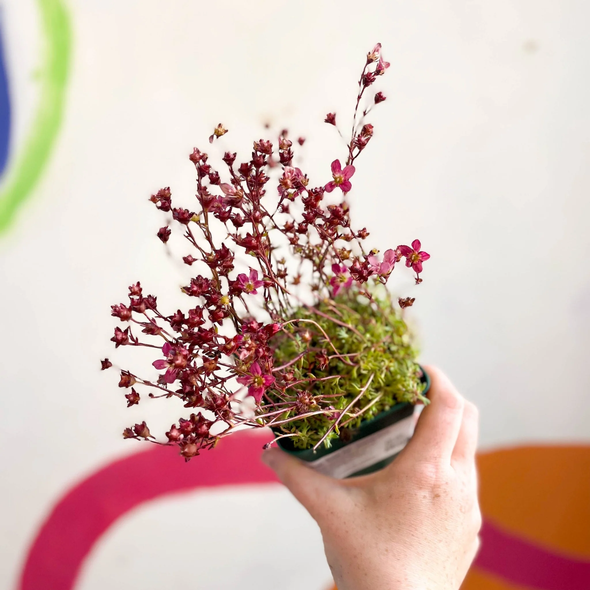 Saxifraga 'Saxony Red' - Cotswold Grown Herbaceous Perennial - Image 3