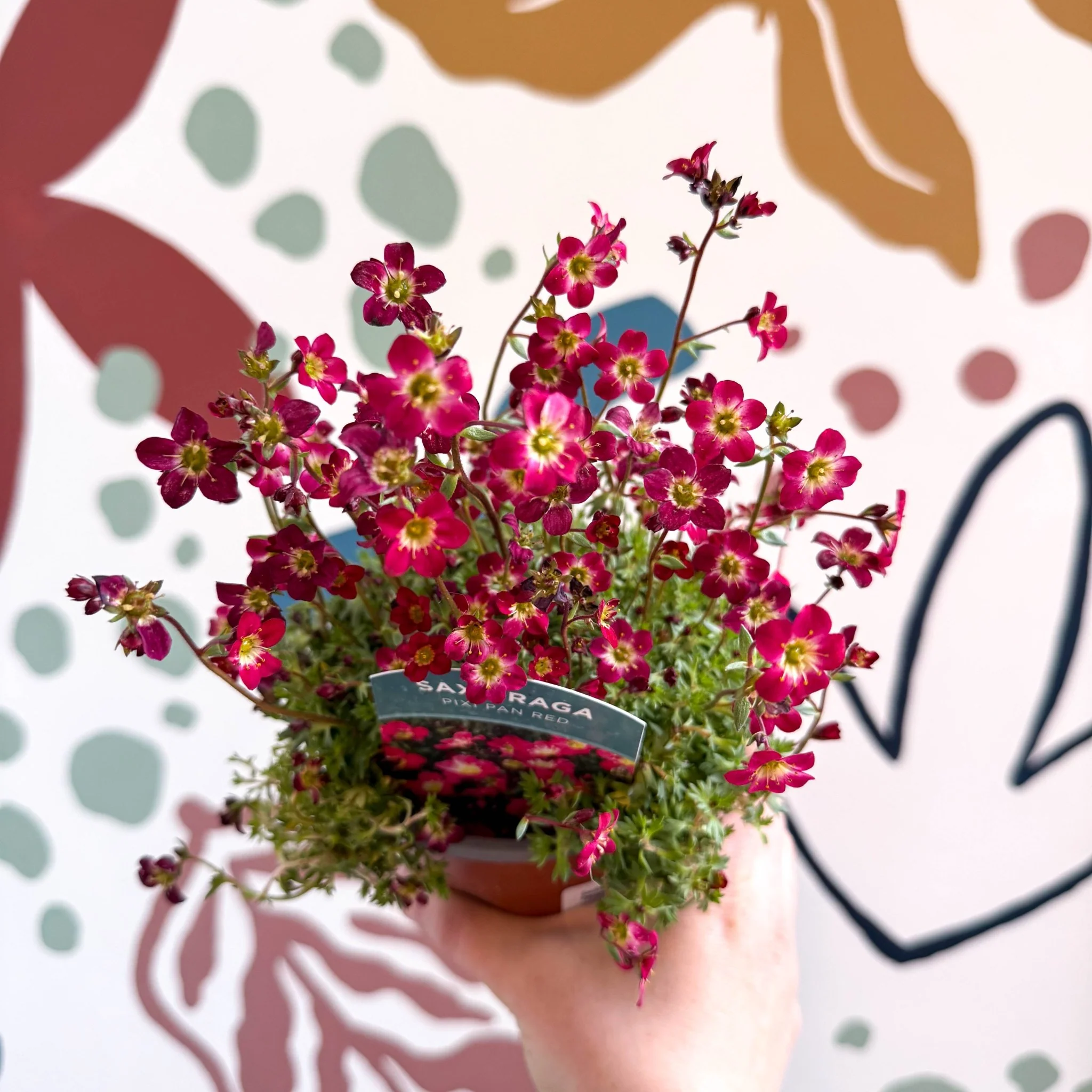 Saxifraga x arendsii 'Pixi Pan' - Rockfoils - British Grown Evergreen Perennial Alpine - Image 8