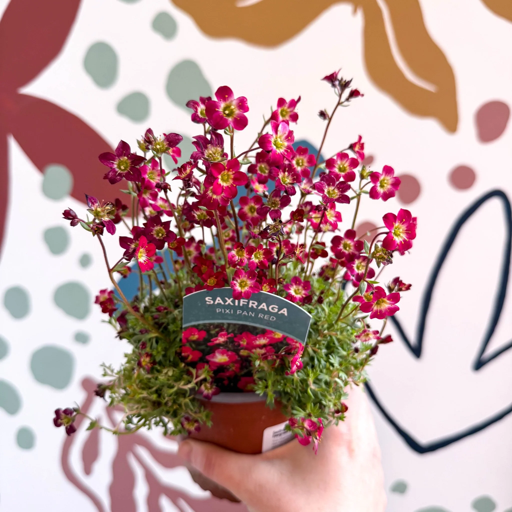 Saxifraga x arendsii 'Pixi Pan' - Rockfoils - British Grown Evergreen Perennial Alpine - Image 9