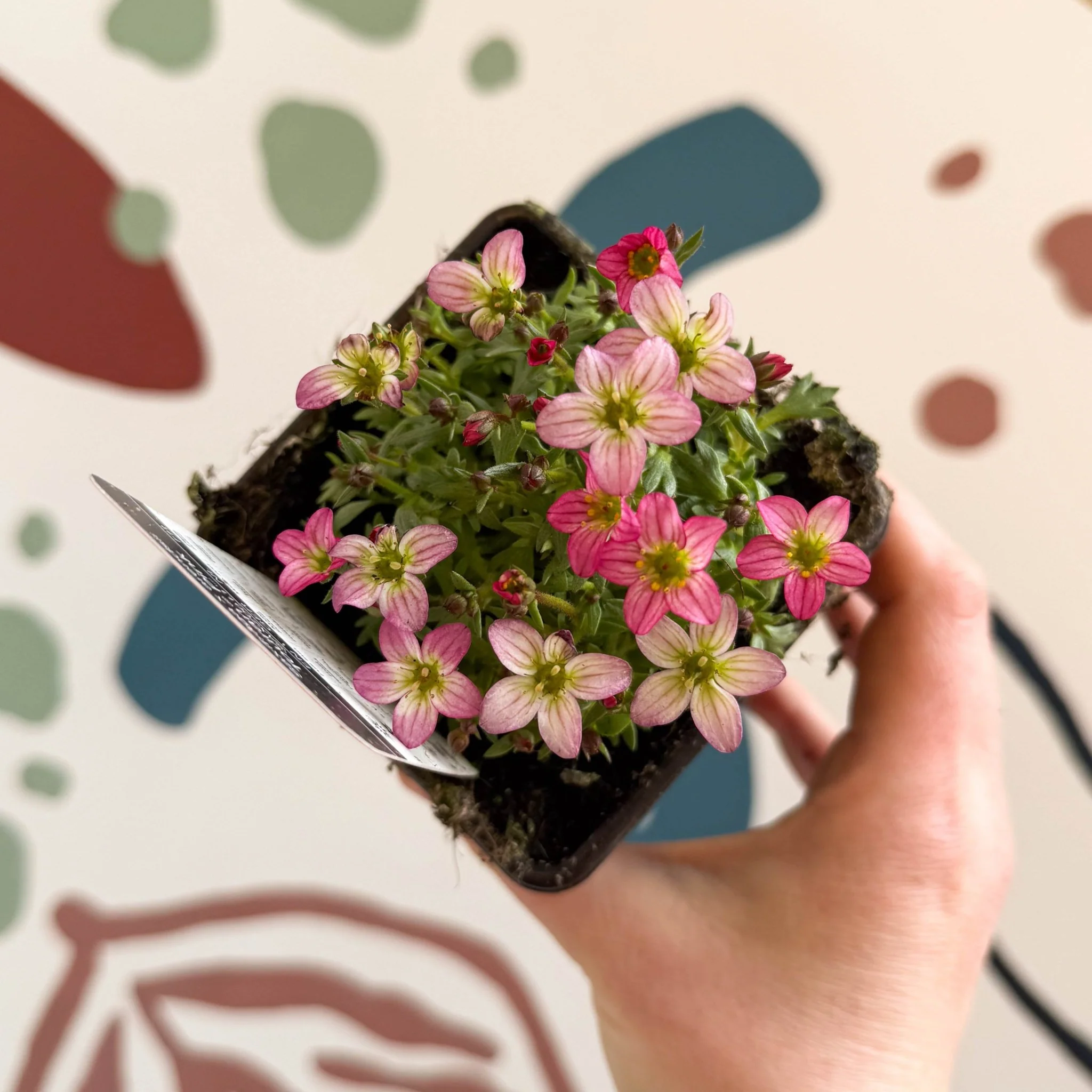 Saxifraga x arendsii 'Touran Pink' - Rockfoils - British Grown Evergreen Perennial Alpine
