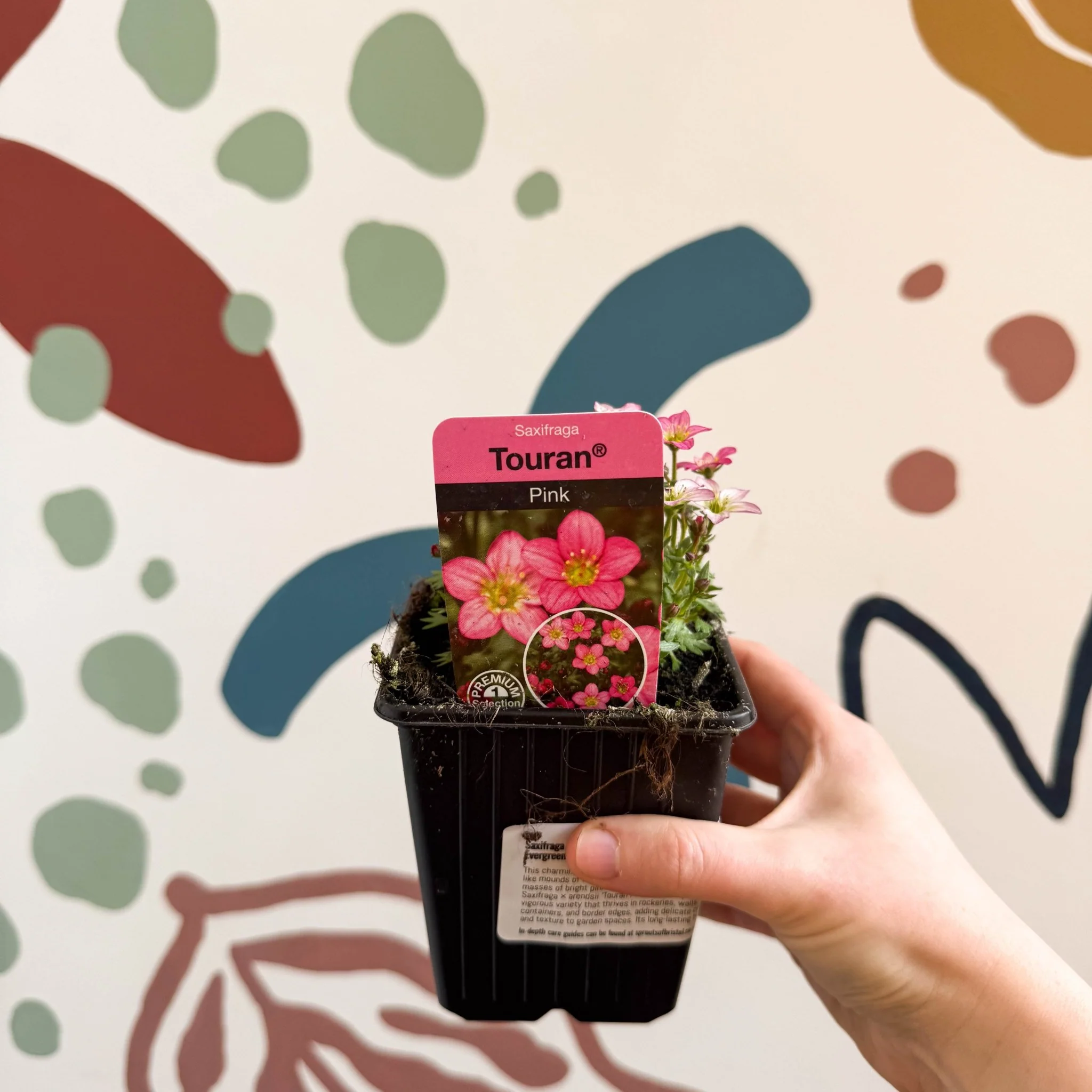 Saxifraga x arendsii 'Touran Pink' - Rockfoils - British Grown Evergreen Perennial Alpine - Image 2
