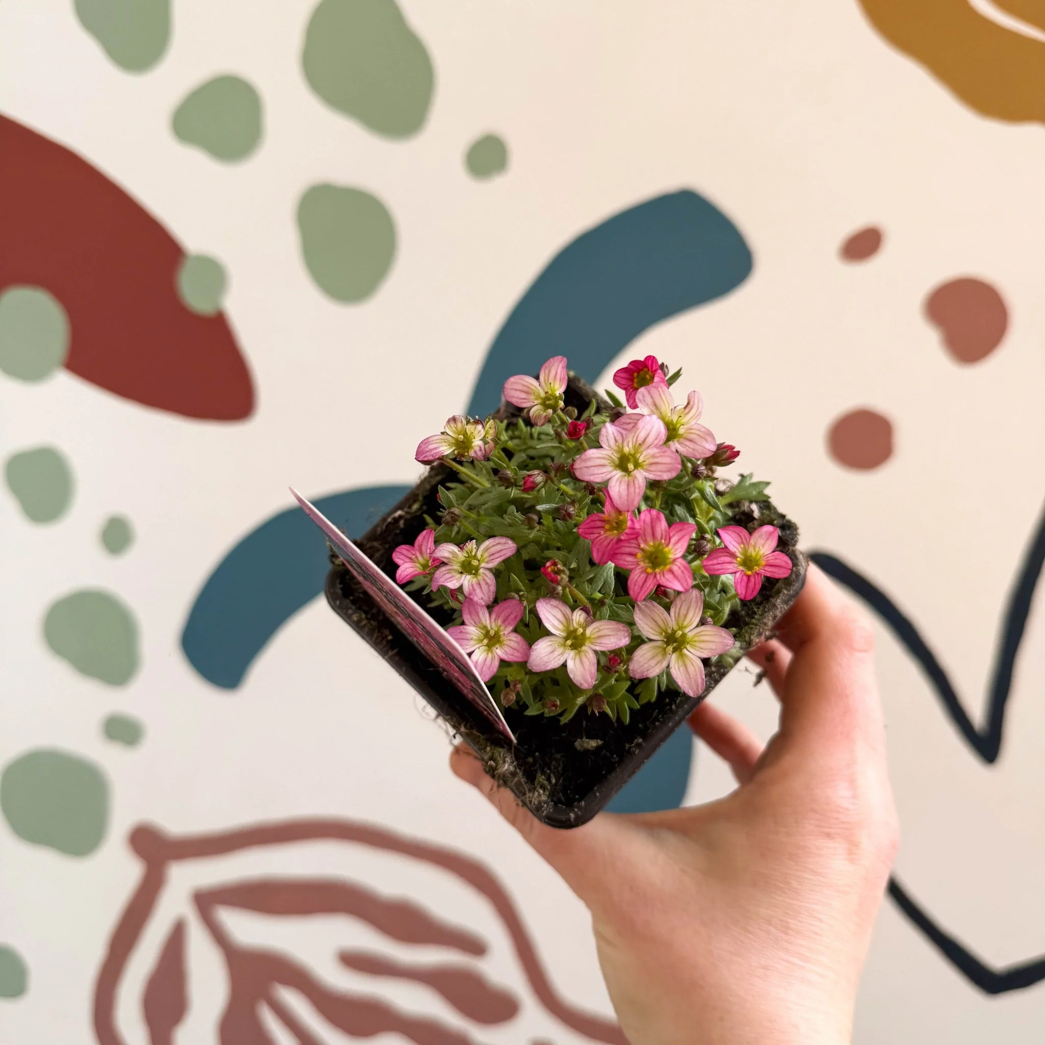 Saxifraga x arendsii 'Touran Pink' - Rockfoils - British Grown Evergreen Perennial Alpine - Image 3