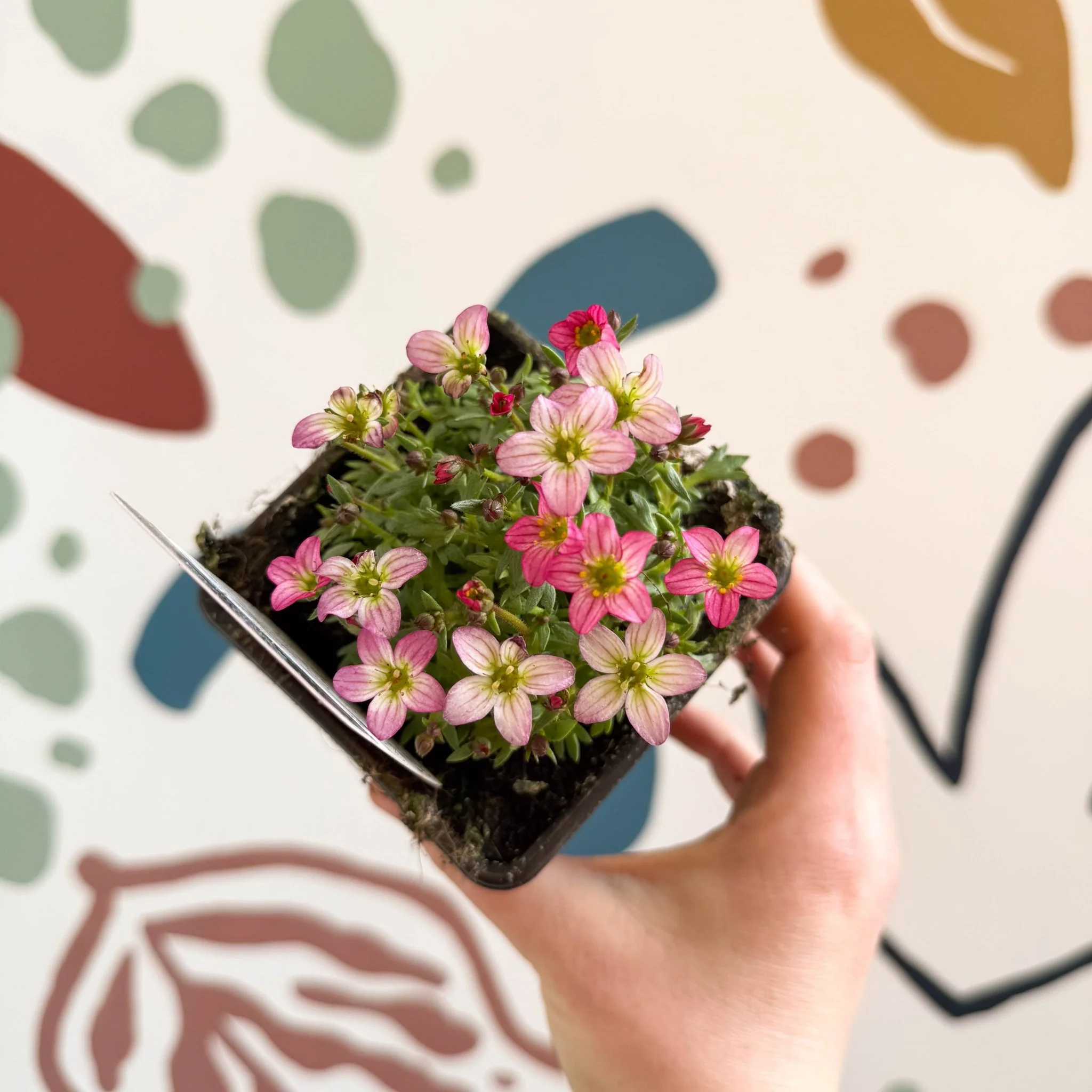 Saxifraga x arendsii 'Touran Pink' - Rockfoils - British Grown Evergreen Perennial Alpine - Image 4