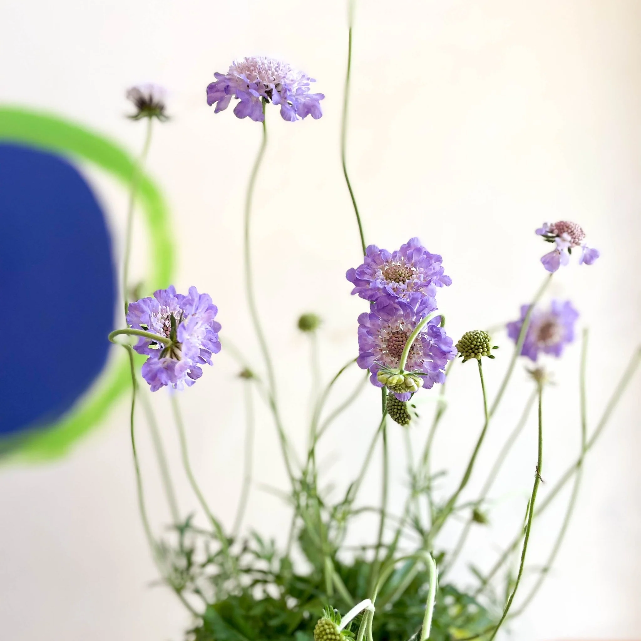 Scabiosa columbaria 'Butterfly Blue' - Pincushion Flower