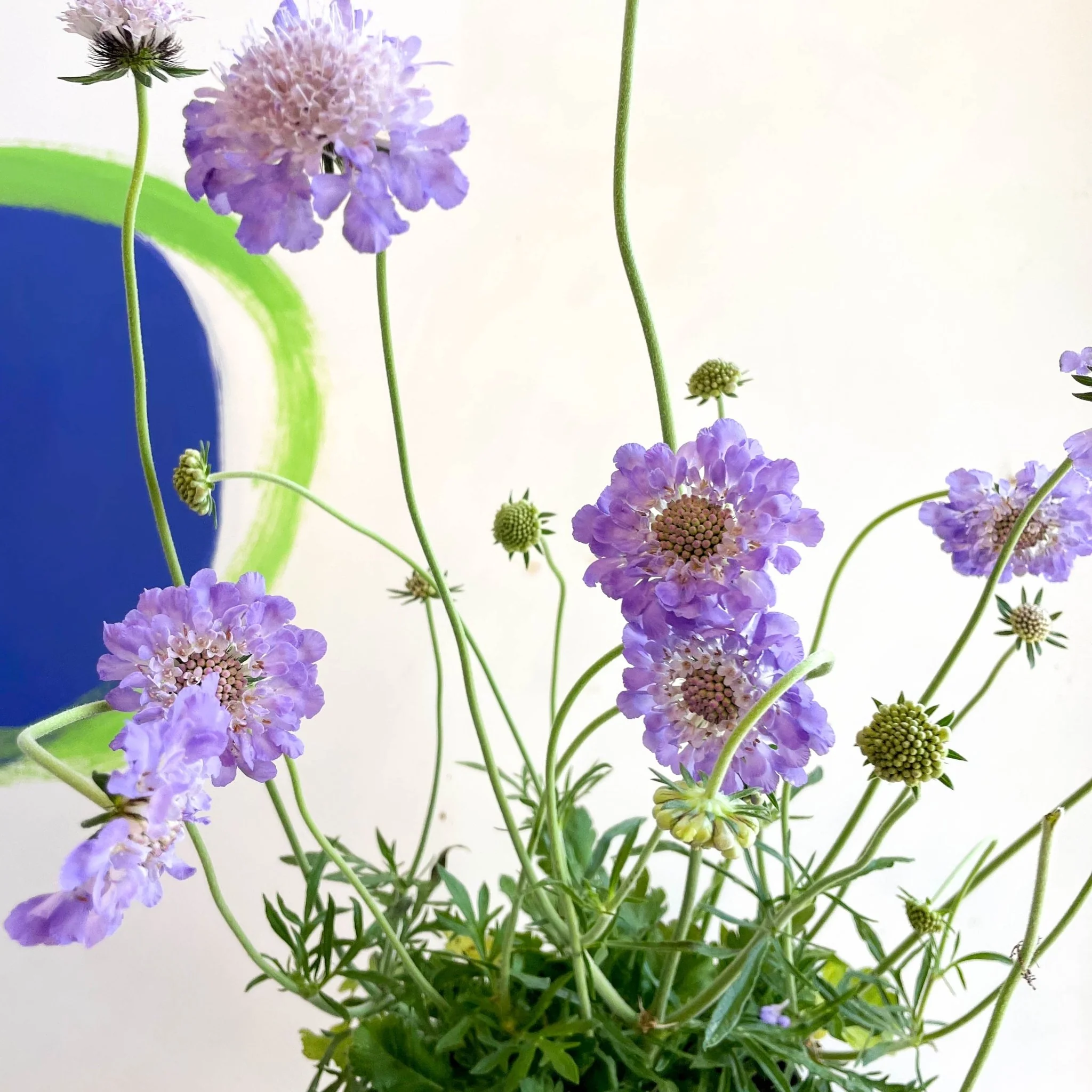 Scabiosa columbaria 'Butterfly Blue' - Pincushion Flower - Image 10