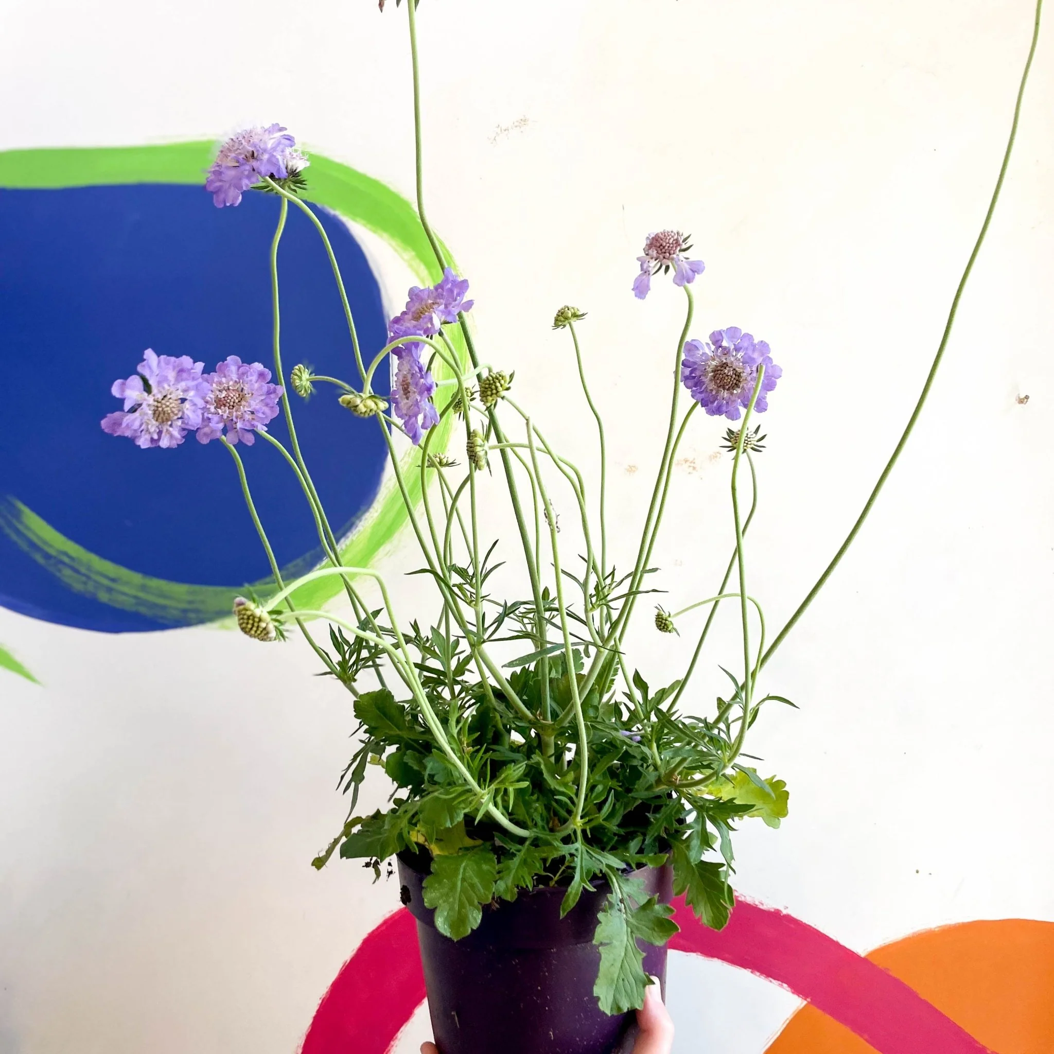 Scabiosa columbaria 'Butterfly Blue' - Pincushion Flower - Image 11