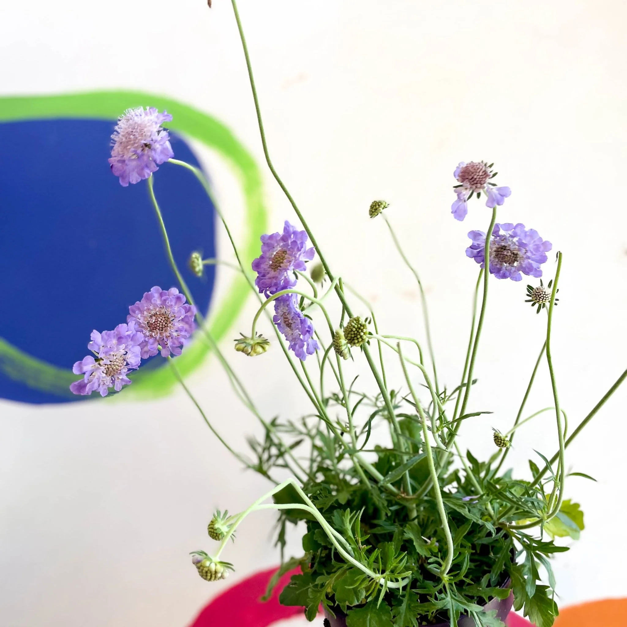 Scabiosa columbaria 'Butterfly Blue' - Pincushion Flower - Image 12