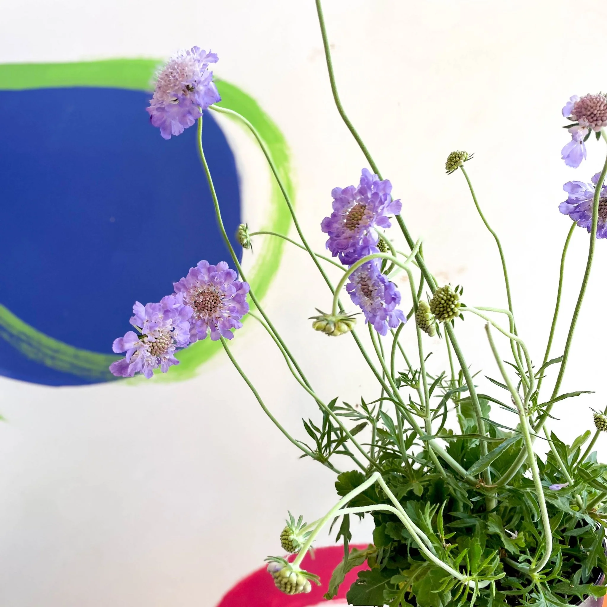 Scabiosa columbaria 'Butterfly Blue' - Pincushion Flower - Image 13
