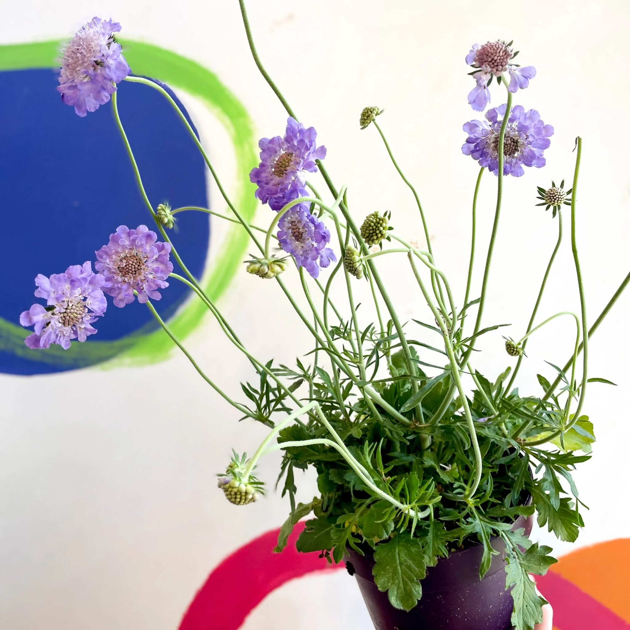 Scabiosa columbaria 'Butterfly Blue' - Pincushion Flower - Image 14