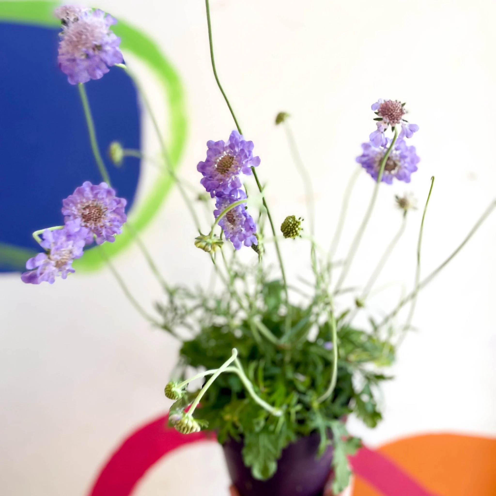 Scabiosa columbaria 'Butterfly Blue' - Pincushion Flower - Image 2